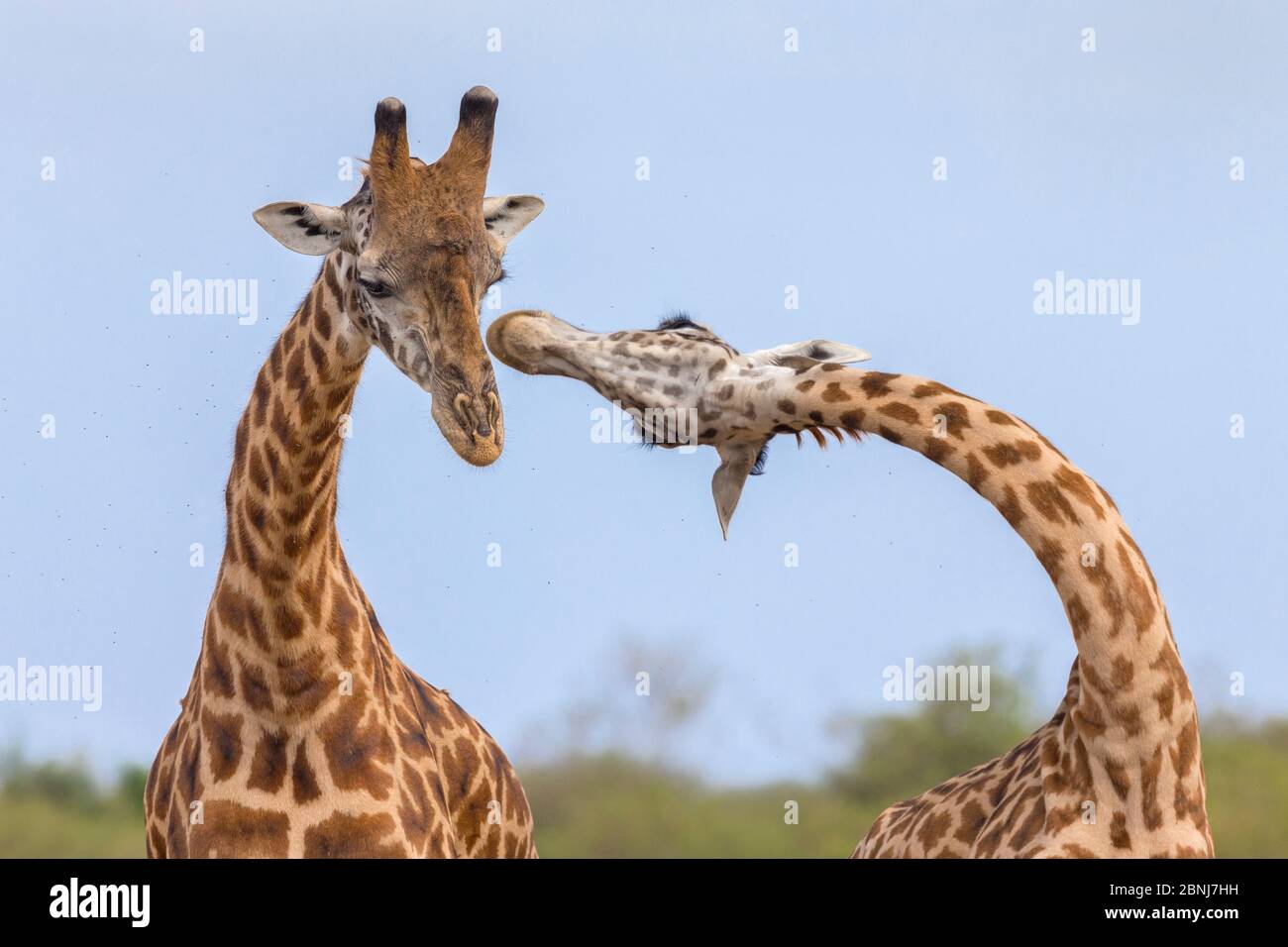 Masai giraffe (Giraffa camelopardalis tippelskirchi) uomini di lotta, Masai Mara National Reserve, Kenya. Sequenza 1 di 3 Foto Stock