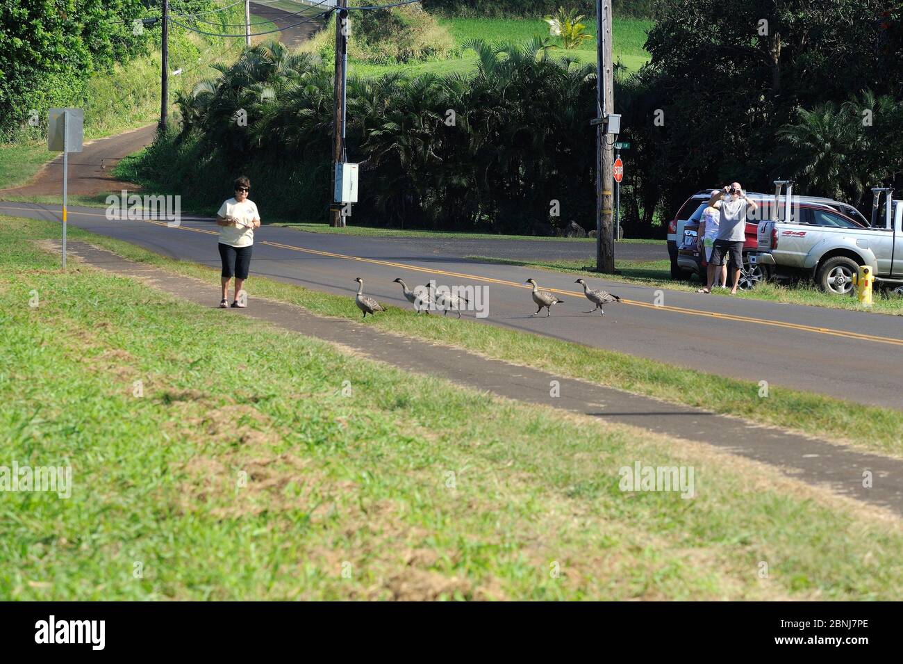 Hawaiian Goose / Nene (Branta sandvicensis) gruppo di attraversamento strada, Kauai isola, Hawaii, Stati Uniti Foto Stock