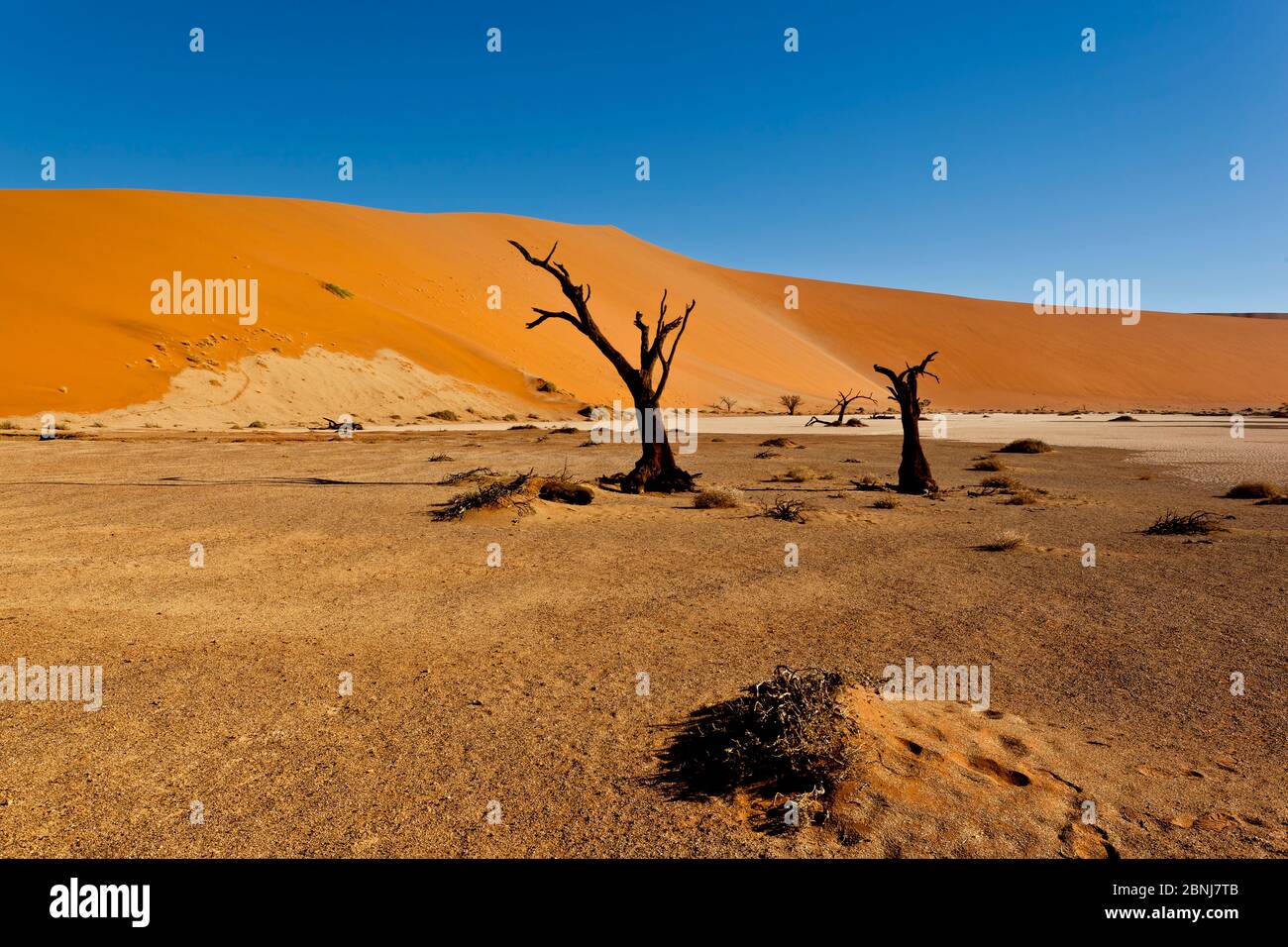 paesaggio desertico Foto Stock