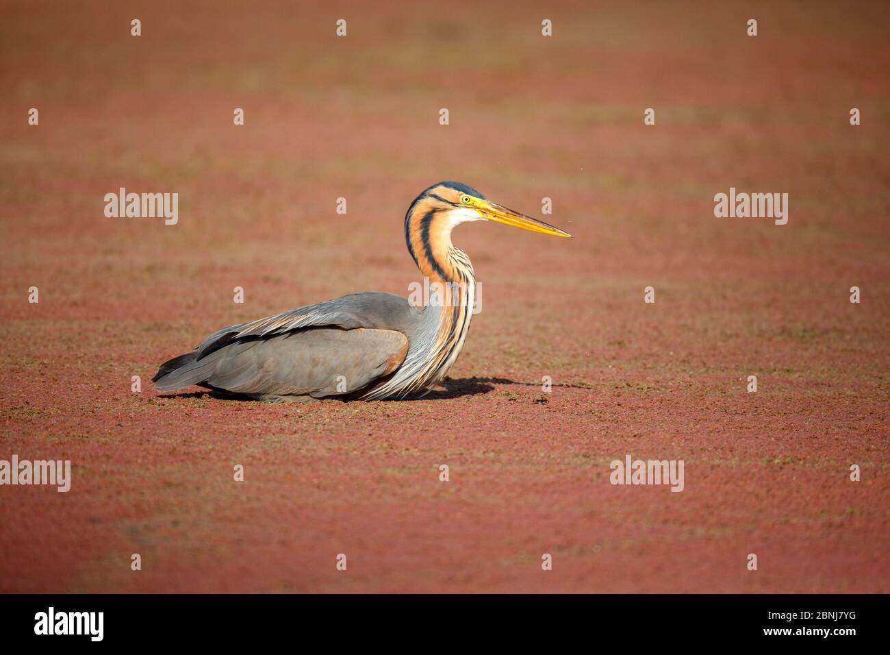 Airone viola (Ardea purea) seduto a terra, Santuario degli uccelli Marievale, Provincia di Gauteng, Sudafrica, agosto. Foto Stock