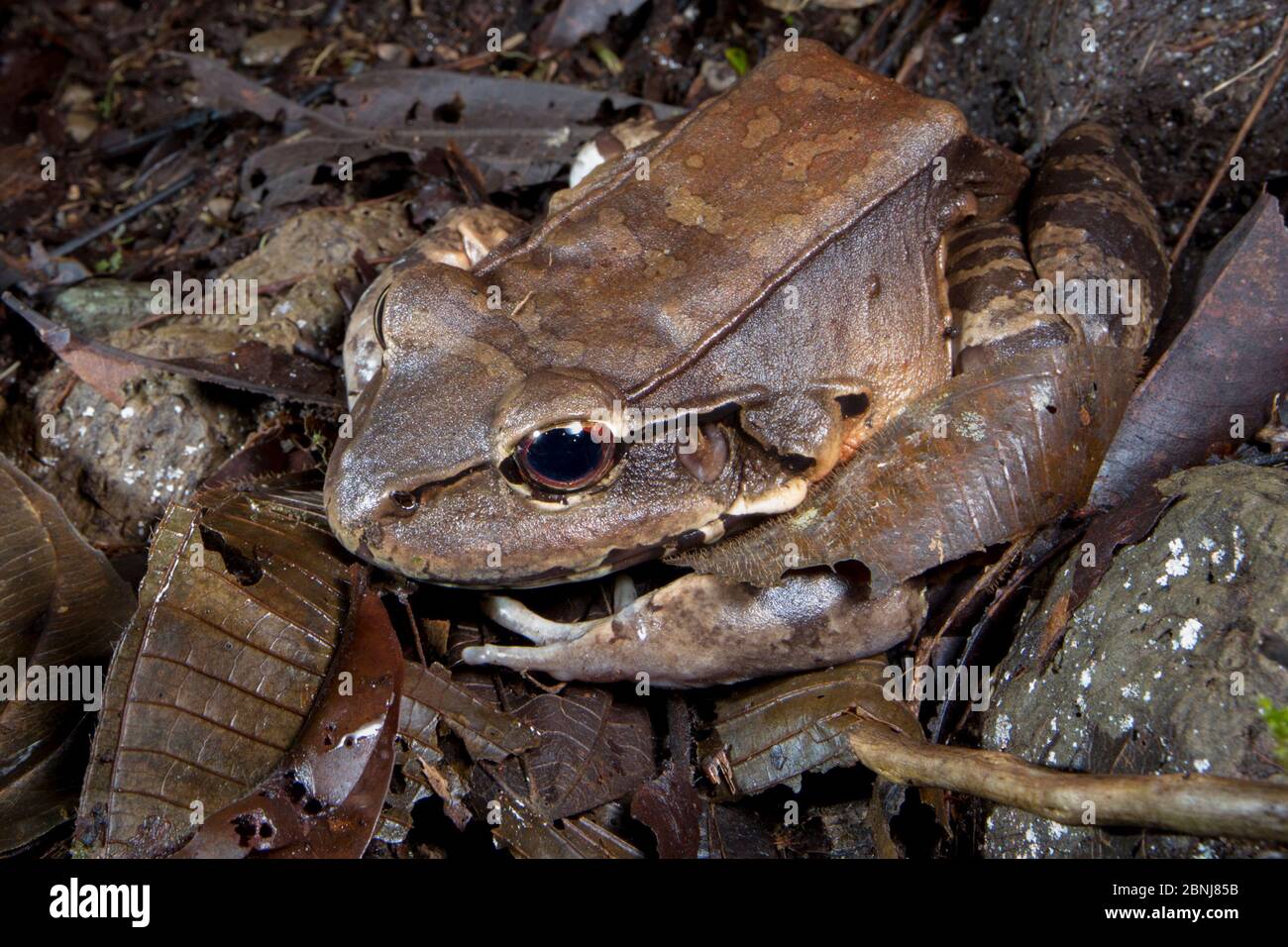 Rana della giungla Smoky (Leptodactylus savageii / pentadactylus) questa rana enorme può raggiungere fino a 185mm e mangerà mammiferi, Osa Peninsula, Costa Rica Foto Stock