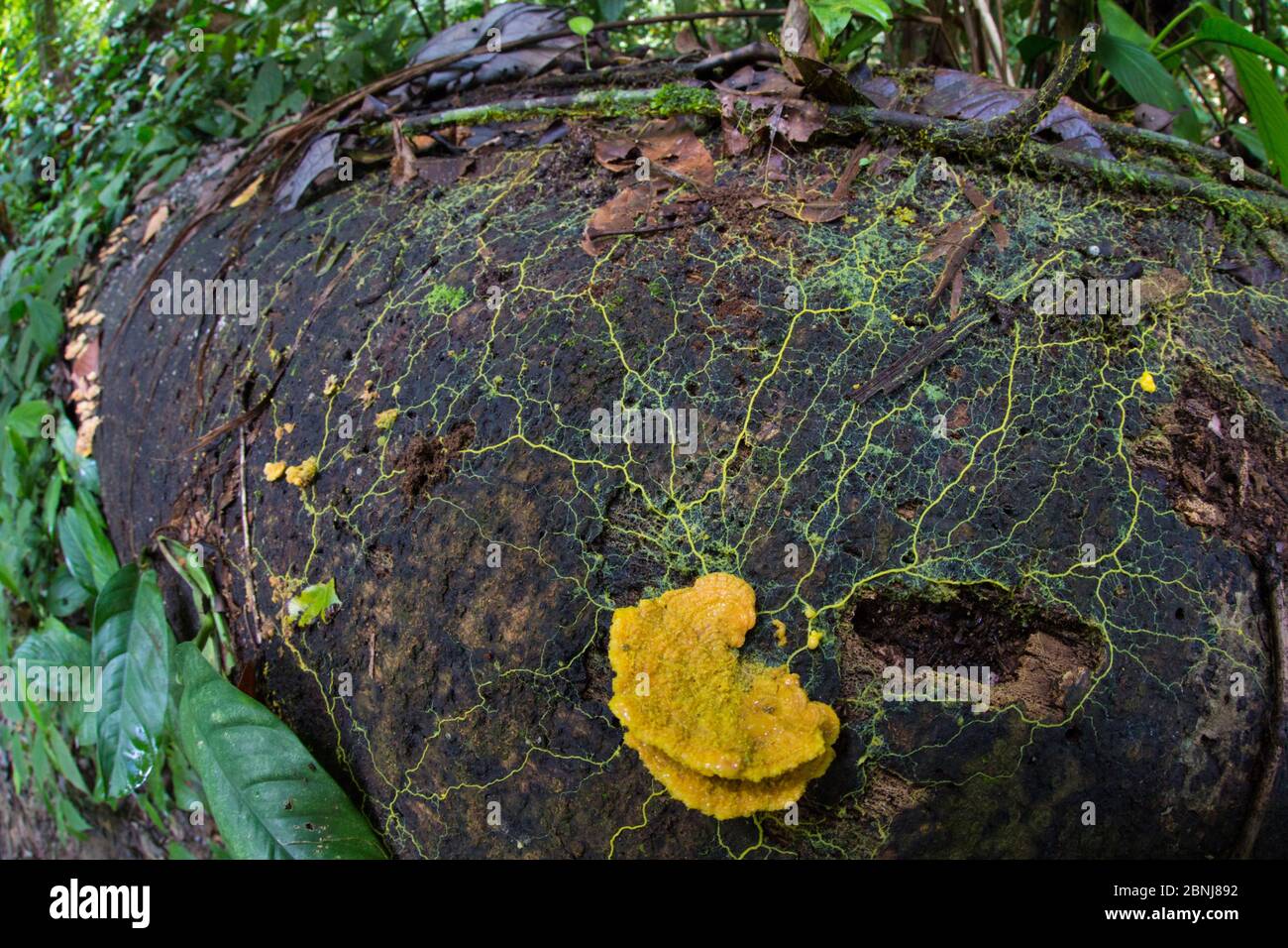 Stampo di limo Physarum (sp) plasmodium che cresce attraverso legno marcescente, Osa Peninsula, Costa Rica Foto Stock