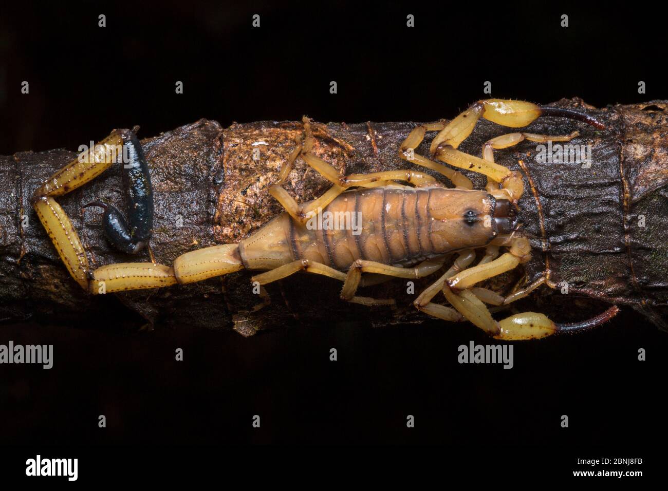 Scorpione di corteccia (Centruroides limbatus) ai piedi dei Caraibi centrali, Costa Rica Foto Stock