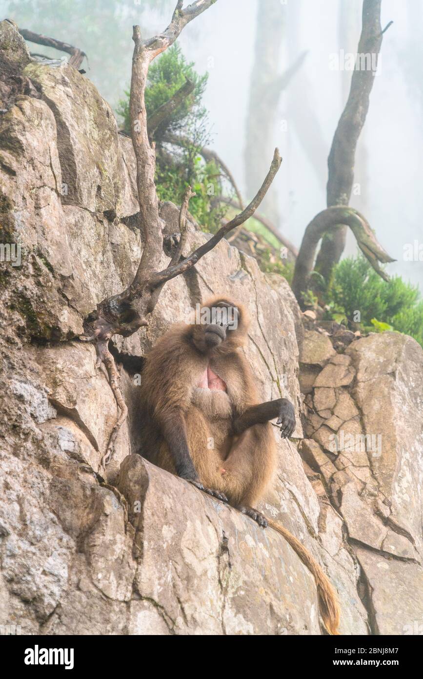 Scimmia di baboon di Gelada, Parco Nazionale delle Montagne di Simien, Etiopia, Africa Foto Stock
