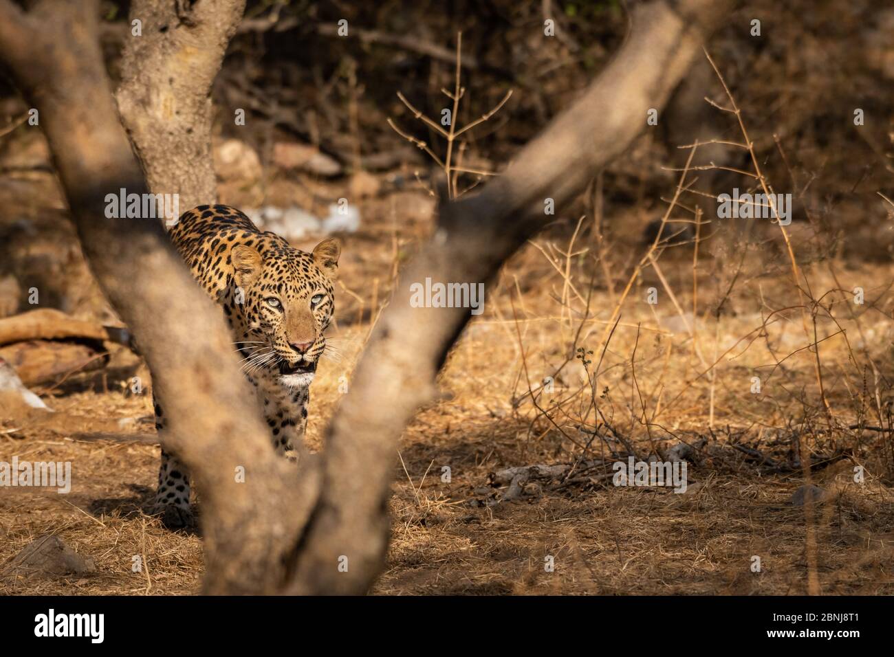 Enorme leopardo maschile o pantera o panthera pardus fusca a piedi nella riserva forestale jhalana, jaipur, rajasthan, india Foto Stock