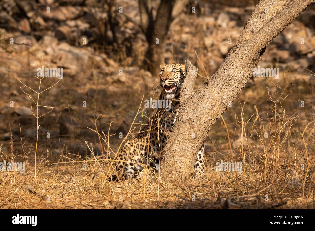 Enorme leopardo maschile o pantera o panthera pardus fusca a piedi nella riserva forestale jhalana, jaipur, rajasthan, india Foto Stock