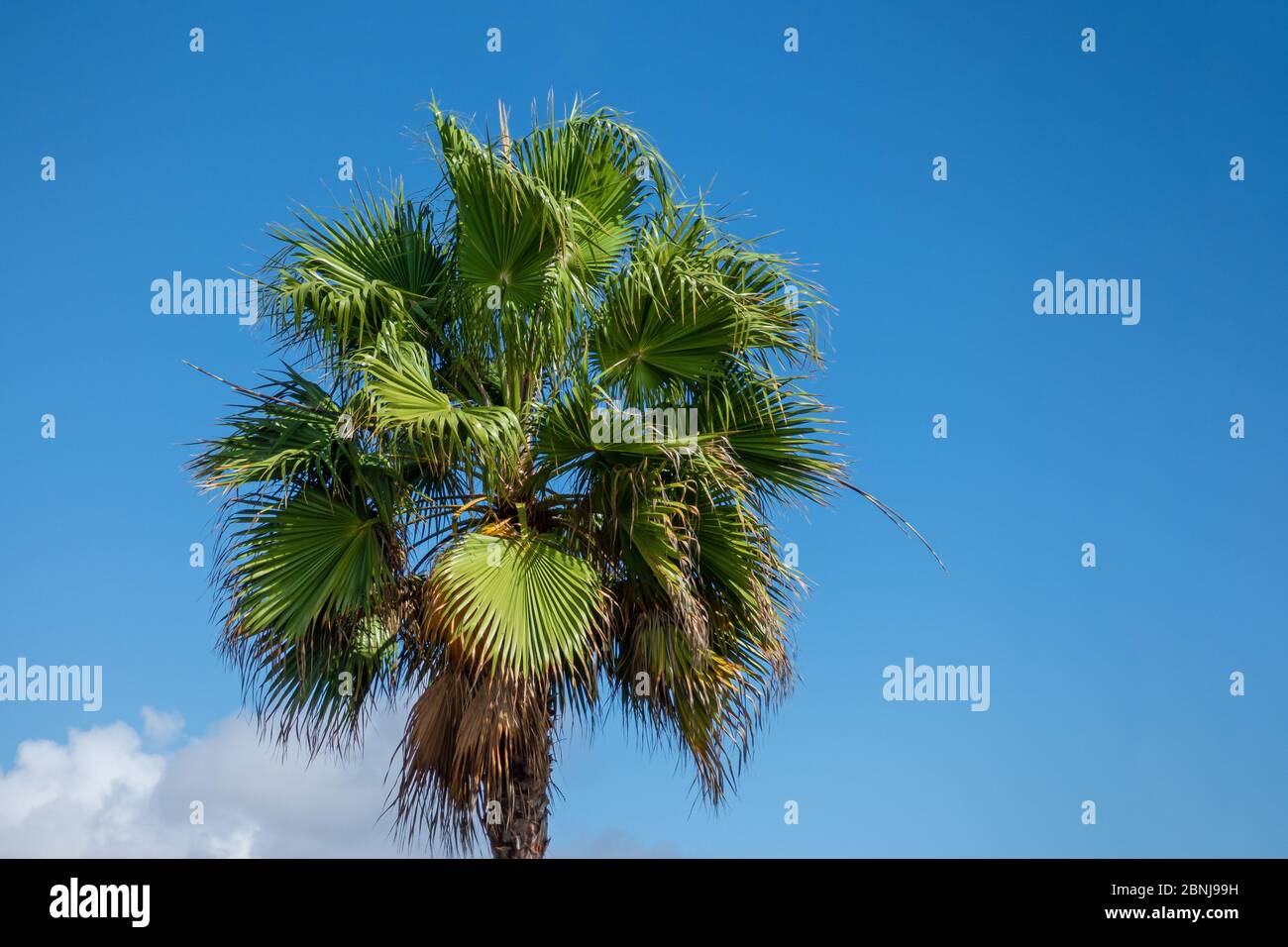 Cima di un albero di palme fan a Gran Canaria. Foto Stock