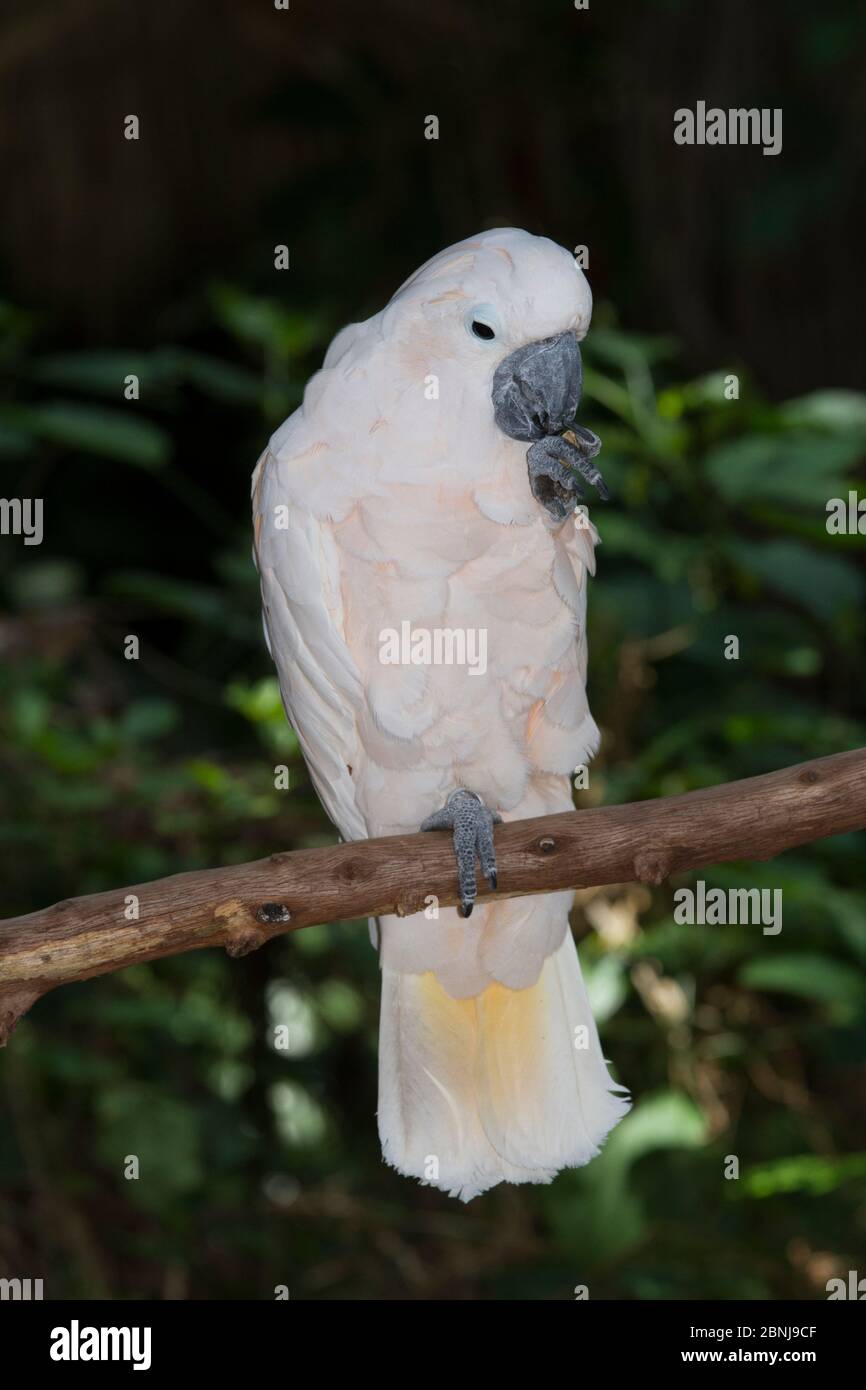 Moluccan cockatoo (Cacatua molouccensis) in cattività, endemica nelle isole Molucche meridionali dell'Indonesia orientale. Foto Stock