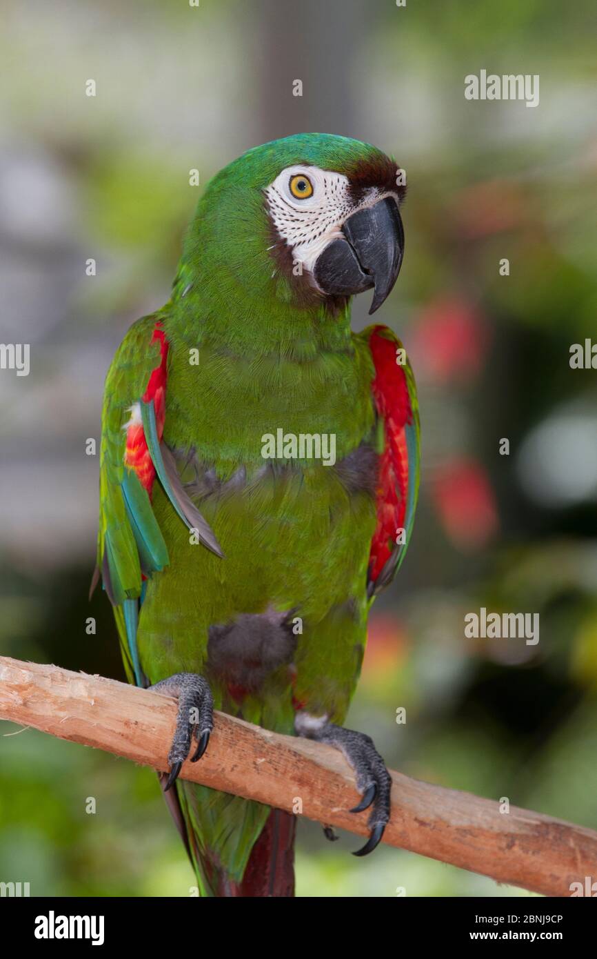 Macaw con fronte castagno / macaw grave (Ara severa), in cattività Foto Stock