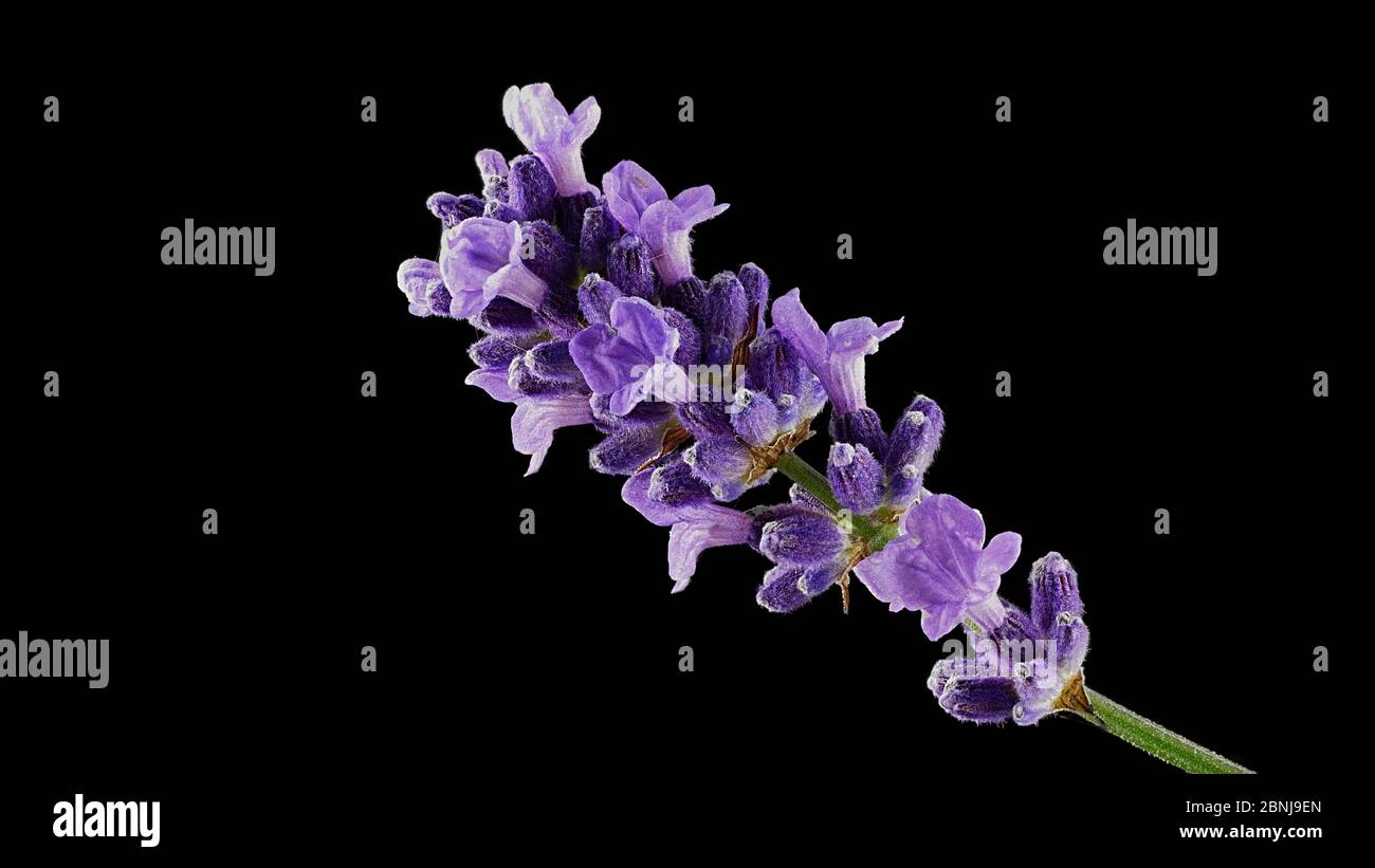 Schopflavendel, lavanda a farfalla latin Lavandula stoechas, proviene originariamente dalle regioni costiere soleggiate del Mediterraneo Foto Stock