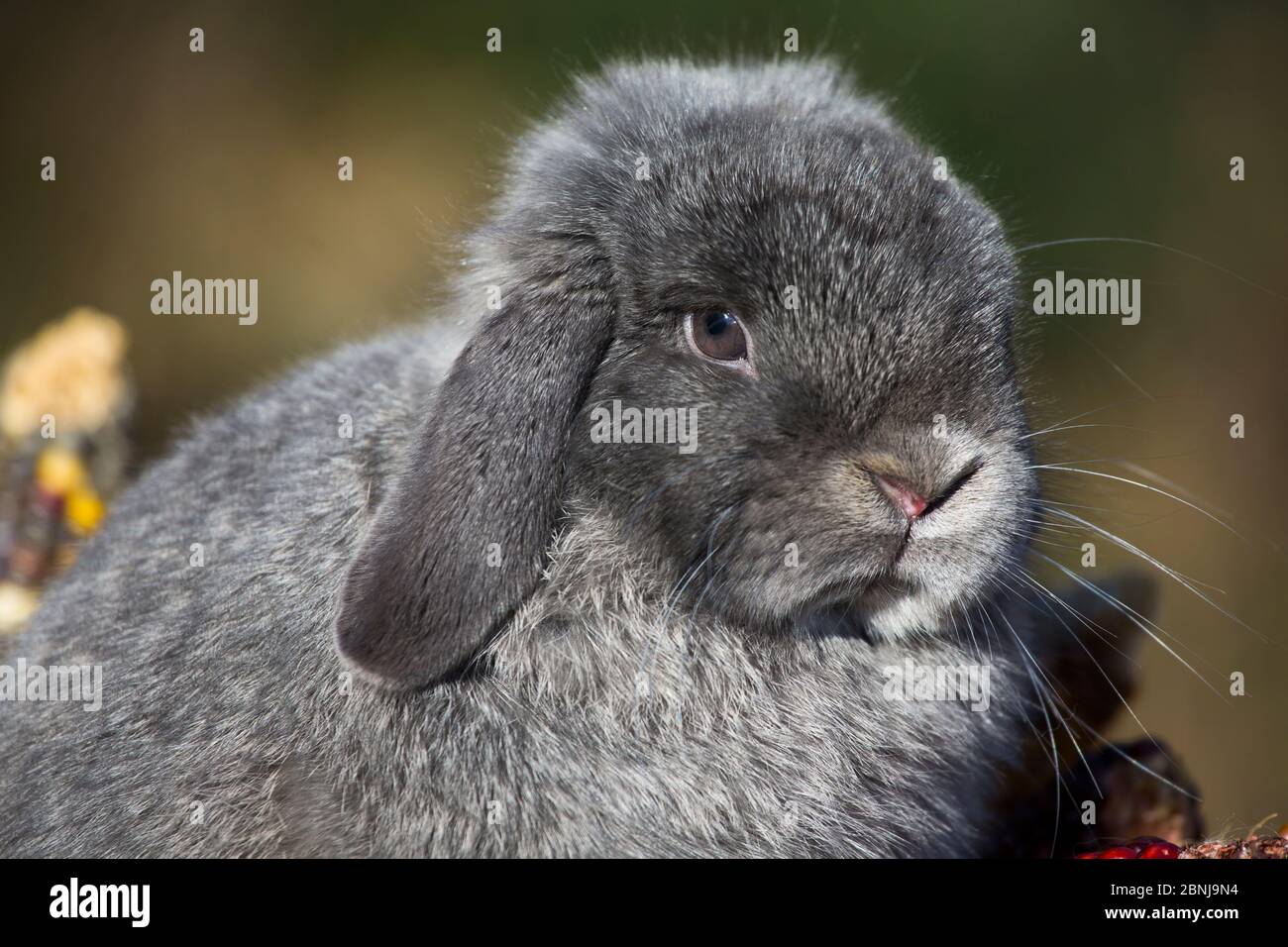 Ritratto di Holland Lop coniglio, Newington, Connecticut, Stati Uniti d'America Foto Stock