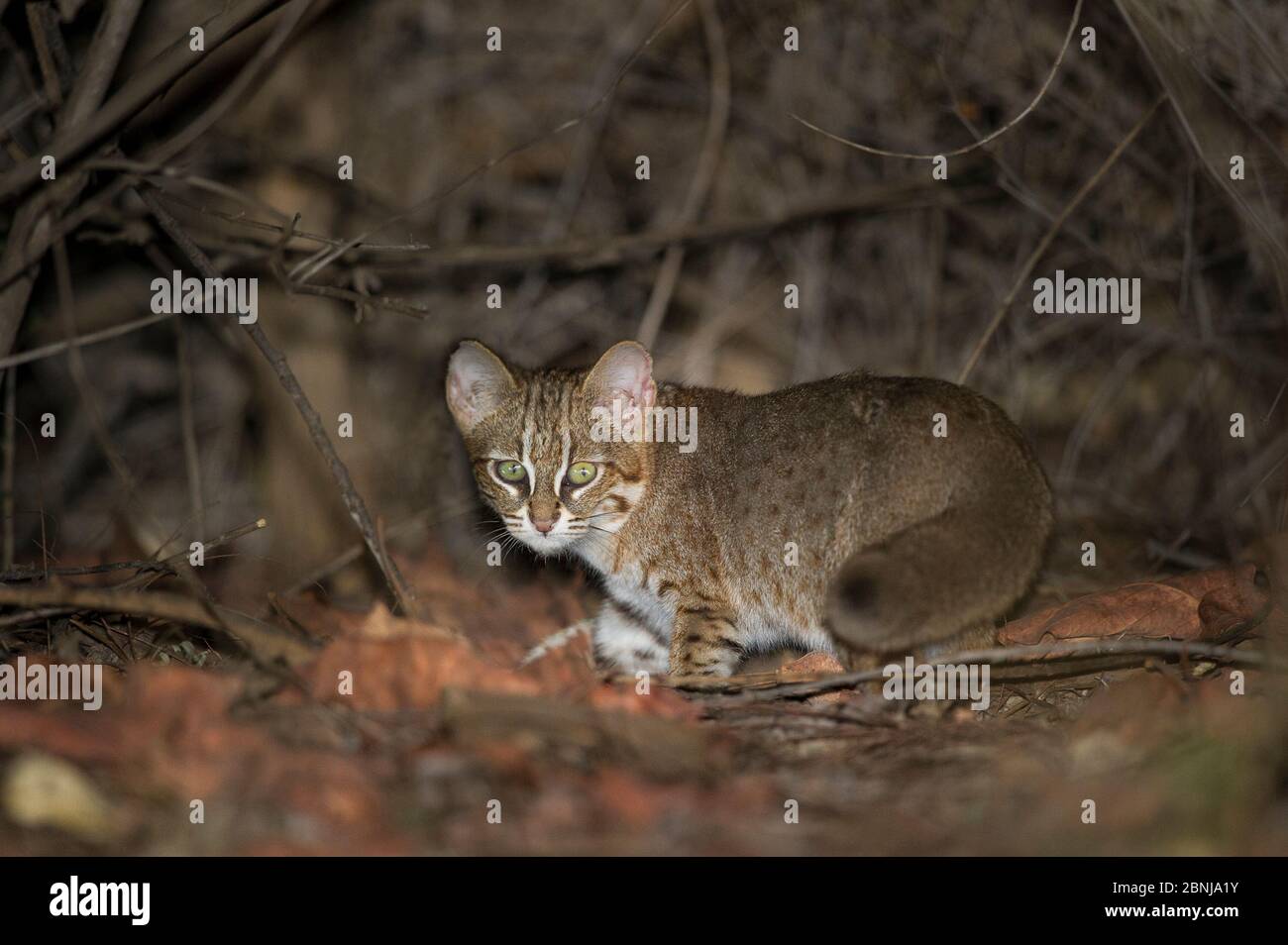 Gatto macchiato di ruggine (Prionailurus rupiginosus) di notte. Zona tampone della Riserva della Tigre di Satpura, Madhya Pradesh, India centrale. Foto Stock