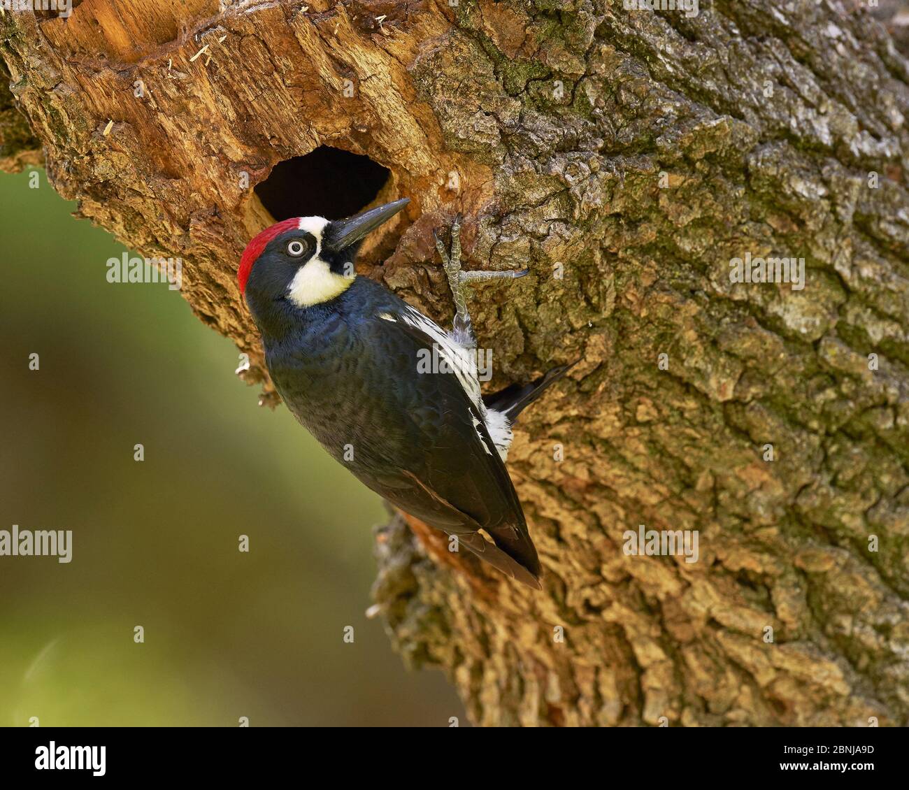 Acorn Woodpecker, Sacramento County California Foto Stock