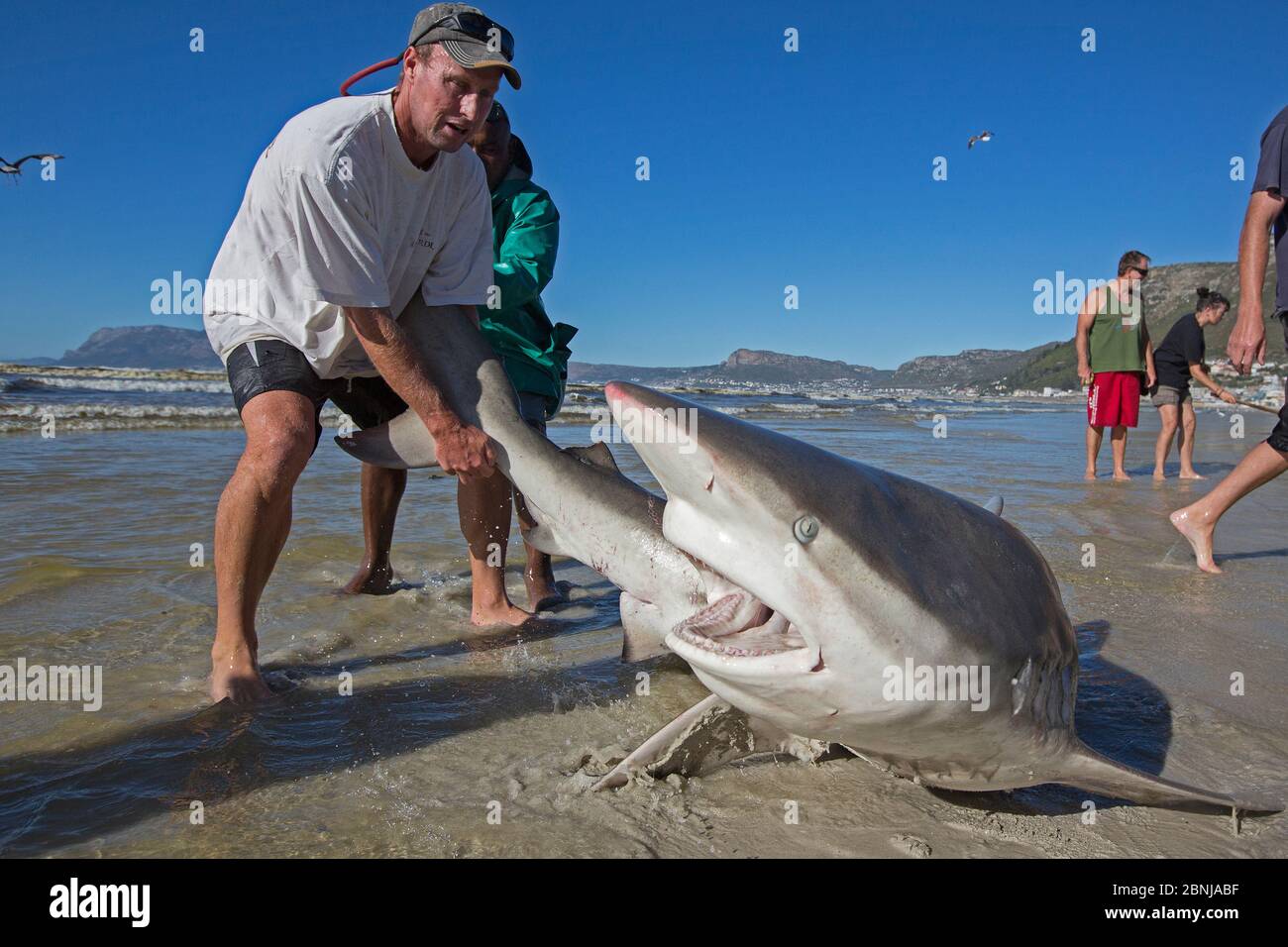Bronze whaler shark (Carcharhinus brachyurus), catturati nelle tradizionali seine net e rilasciato dal pescatore, Muizenberg Beach, Città del Capo, Sud Africa, J Foto Stock