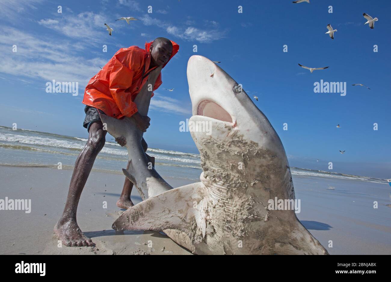 Bronze whaler shark (Carcharhinus brachyurus), catturati nelle tradizionali seine net e rilasciato dal pescatore, Muizenberg Beach, Città del Capo, Sud Africa, J Foto Stock