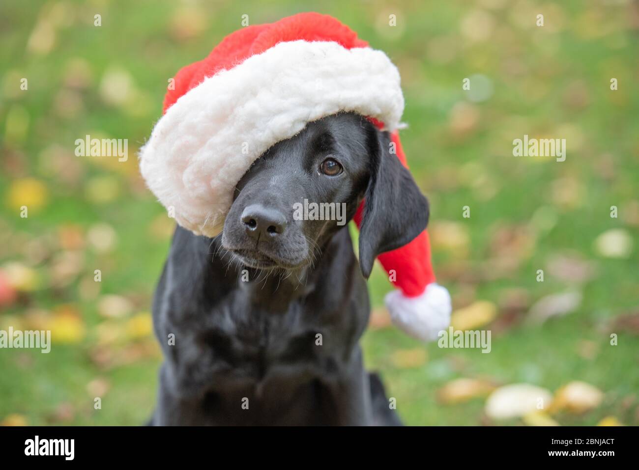 Cucciolo di Labrador nero con cappello di Natale su, Regno Unito, Europa  Foto stock - Alamy
