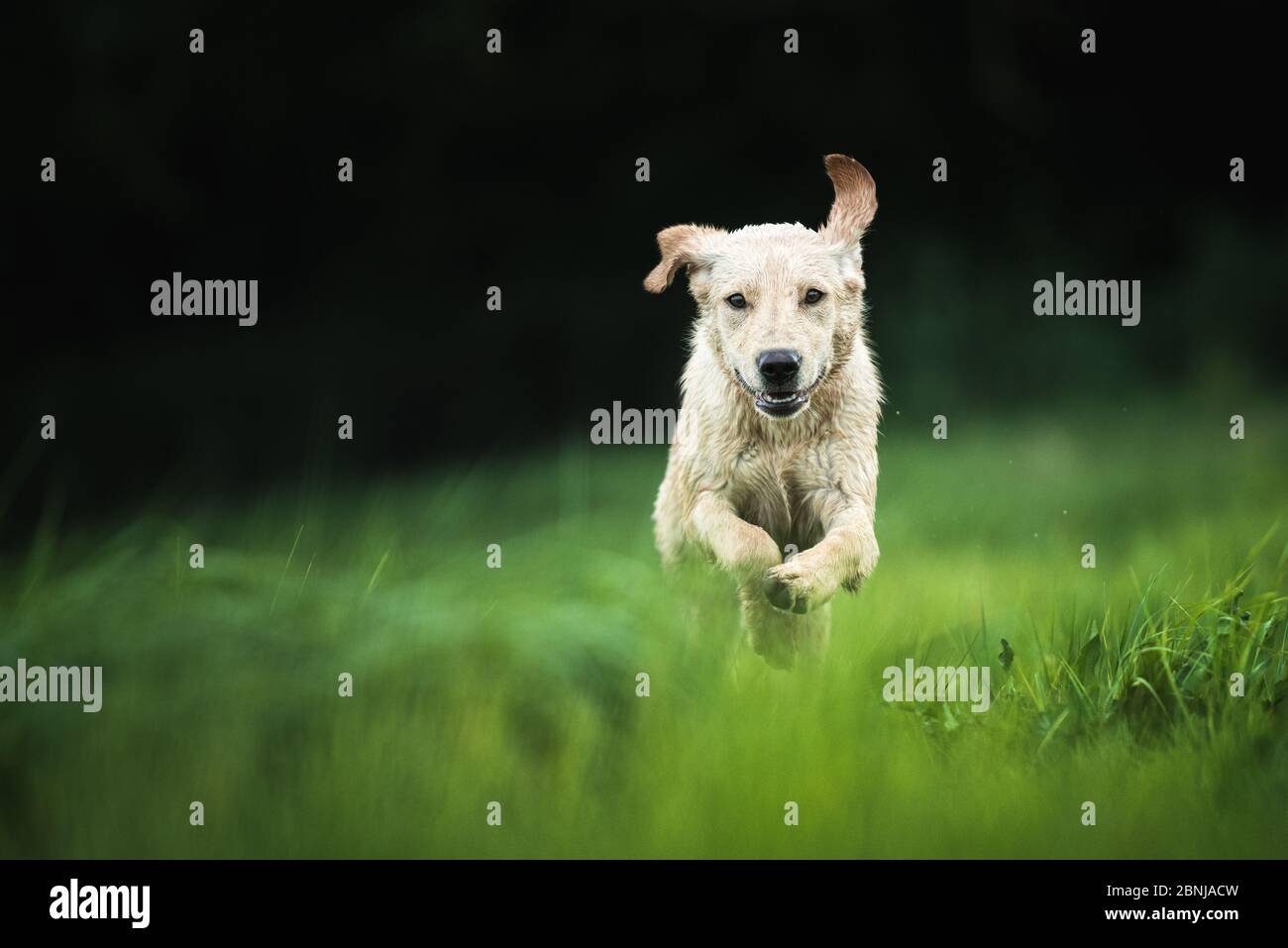 Golden Labrador che attraversa un campo, Regno Unito, Europa Foto Stock