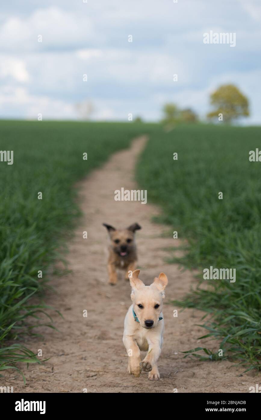 Golden Labrador cucciolo giocare con un confine Terrier in un campo, Regno Unito, Europa Foto Stock