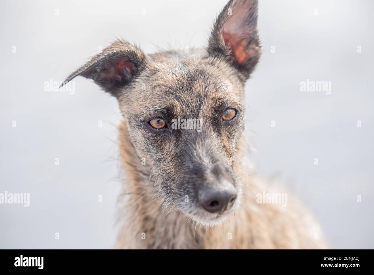 Ritratto di Lurcher, Regno Unito, Europa Foto Stock