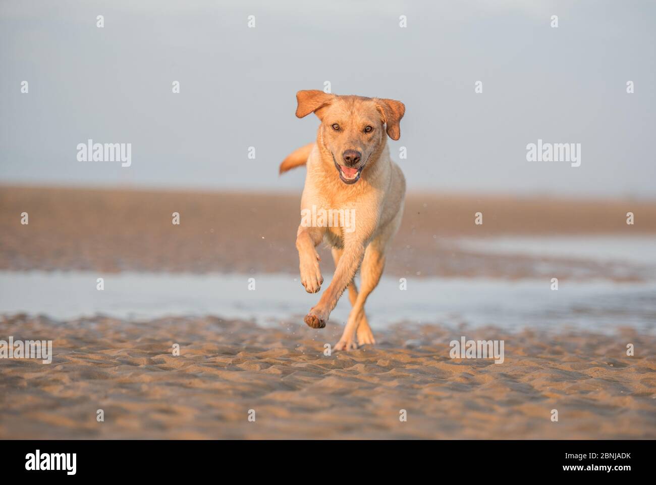 Labrador, Regno Unito, Europa Foto Stock
