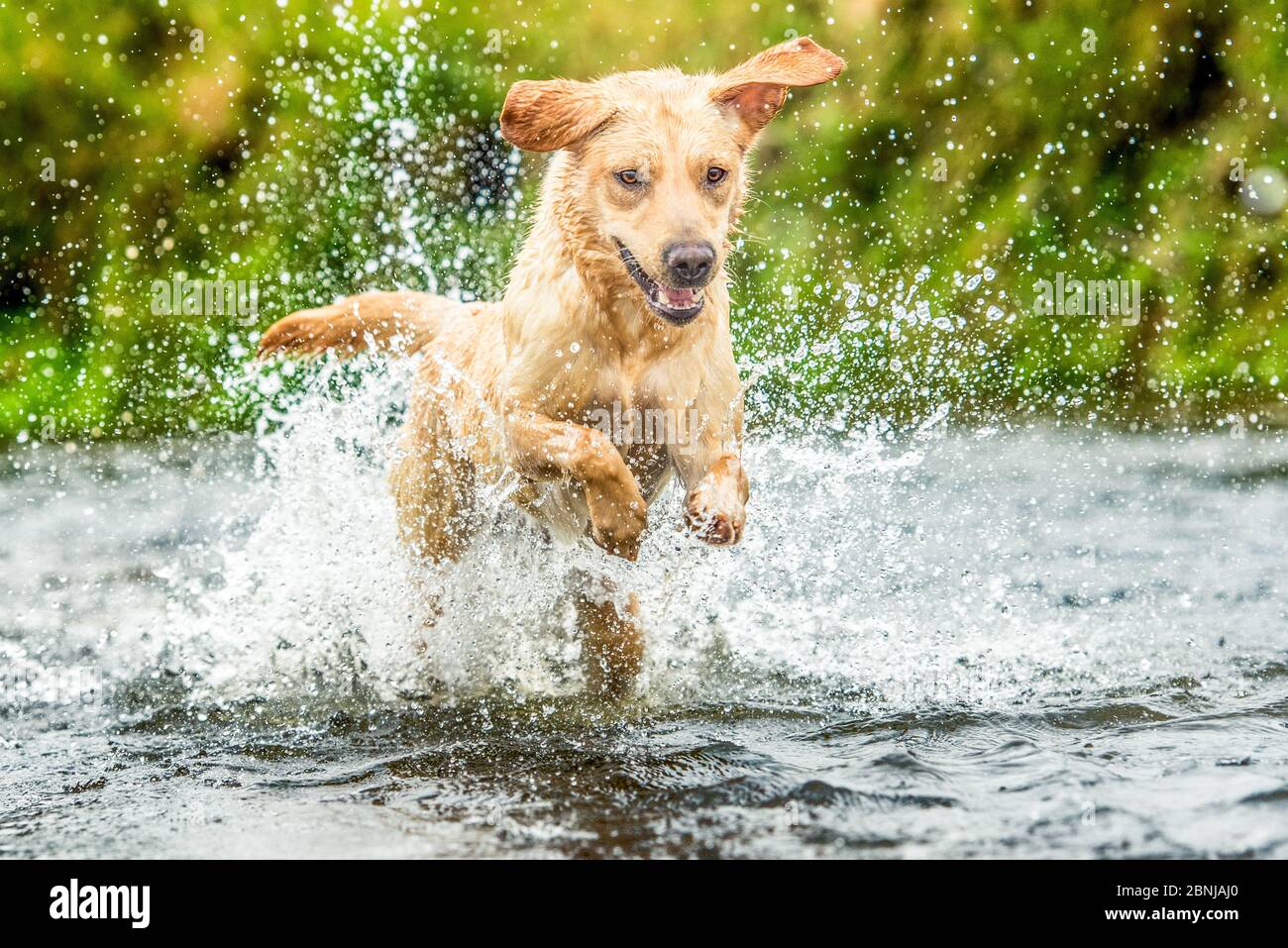 Golden Labrador che attraversa un fiume poco profondo, Regno Unito, Europa Foto Stock
