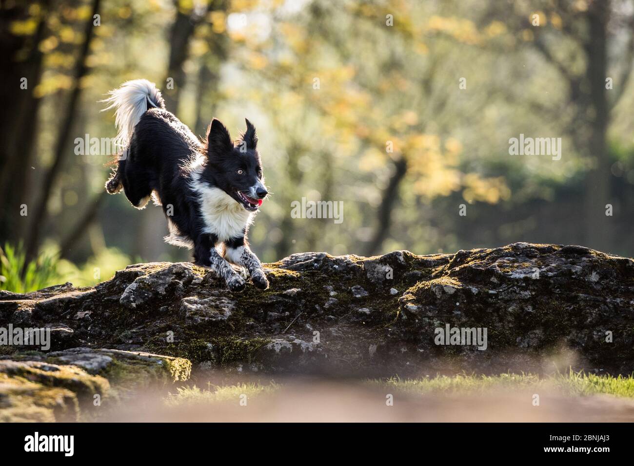 Collie che salta su un albero caduto alla luce del sole del pomeriggio, Regno Unito, Europa Foto Stock