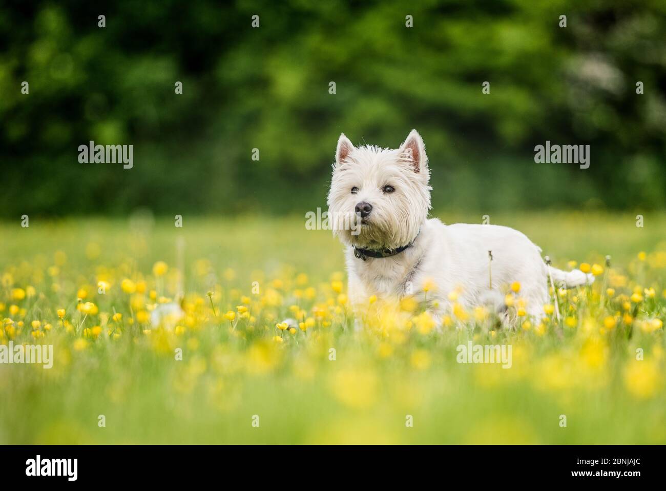 West Highland Terrier in piedi in un campo di fiori gialli, Regno Unito, Europa Foto Stock