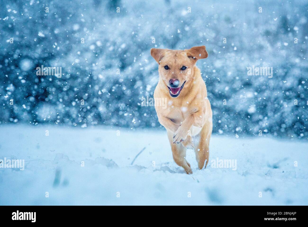 Golden Labrador che corre attraverso la neve, Regno Unito, Europa Foto Stock