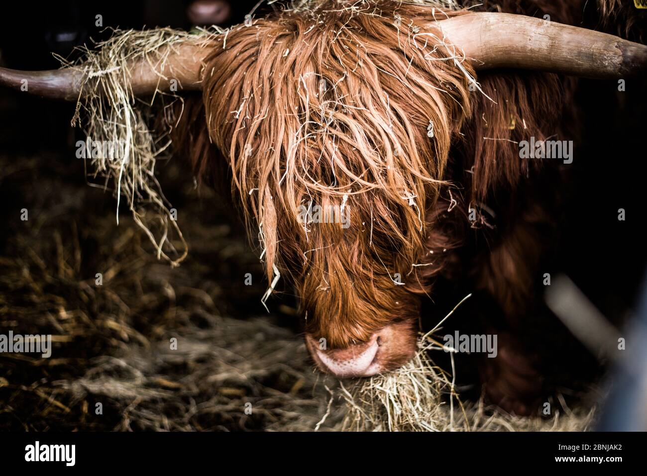 Highland bovini, Scozia, Regno Unito, Europa Foto Stock