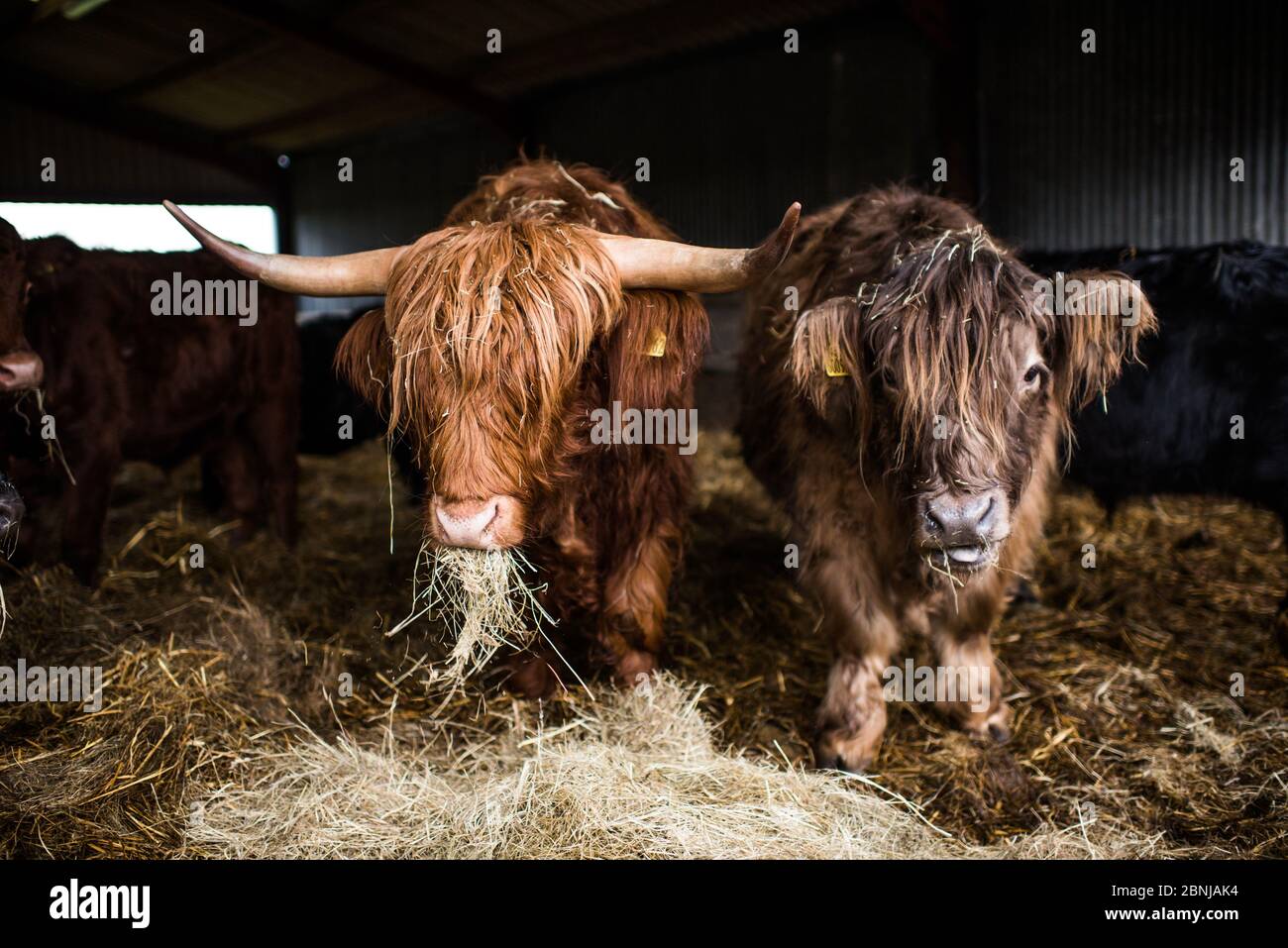 Highland bovini, Scozia, Regno Unito, Europa Foto Stock