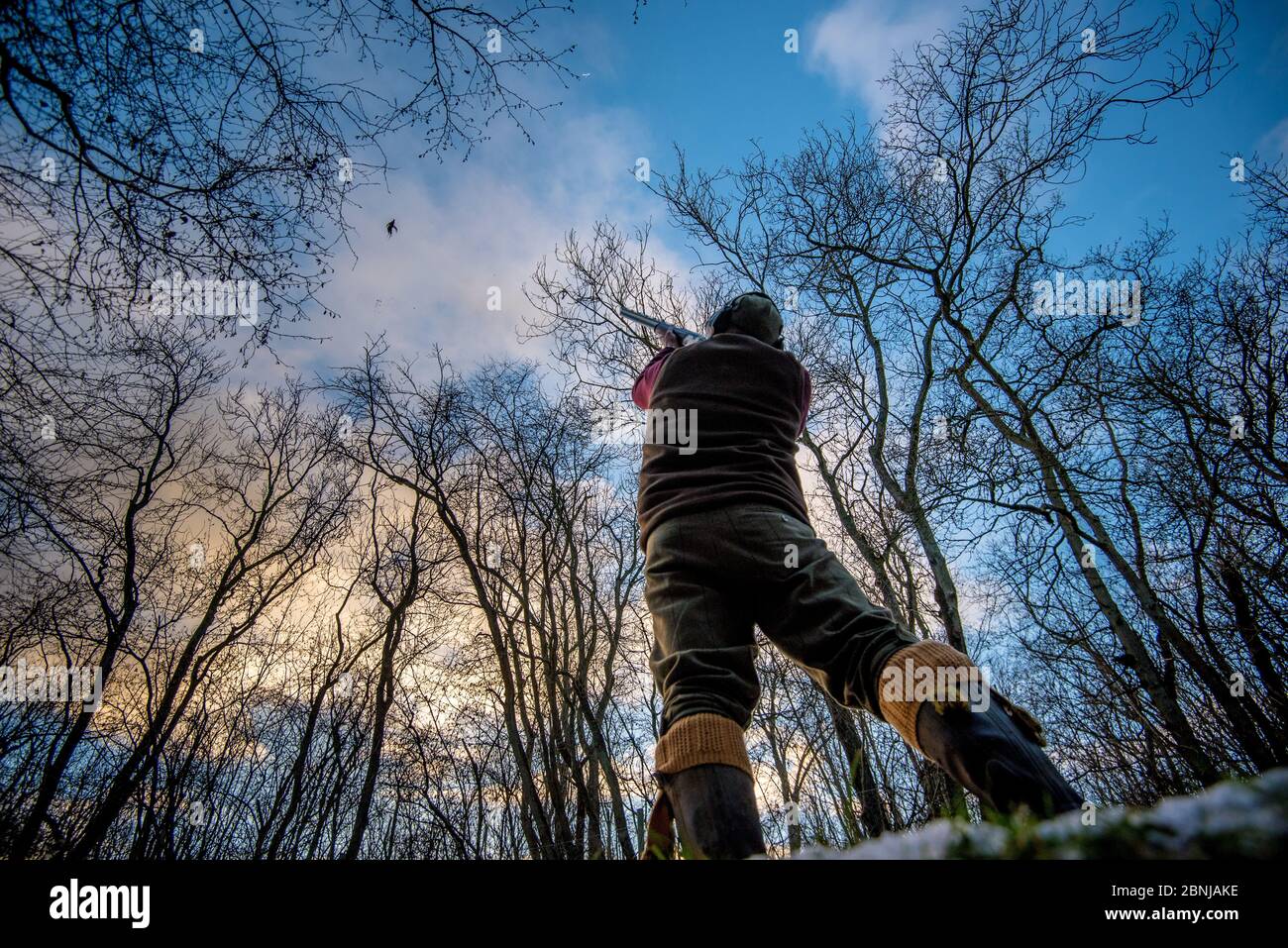 Pistola in piedi tra gli alberi al tramonto che mira a un fagiano, Regno Unito, Europa Foto Stock