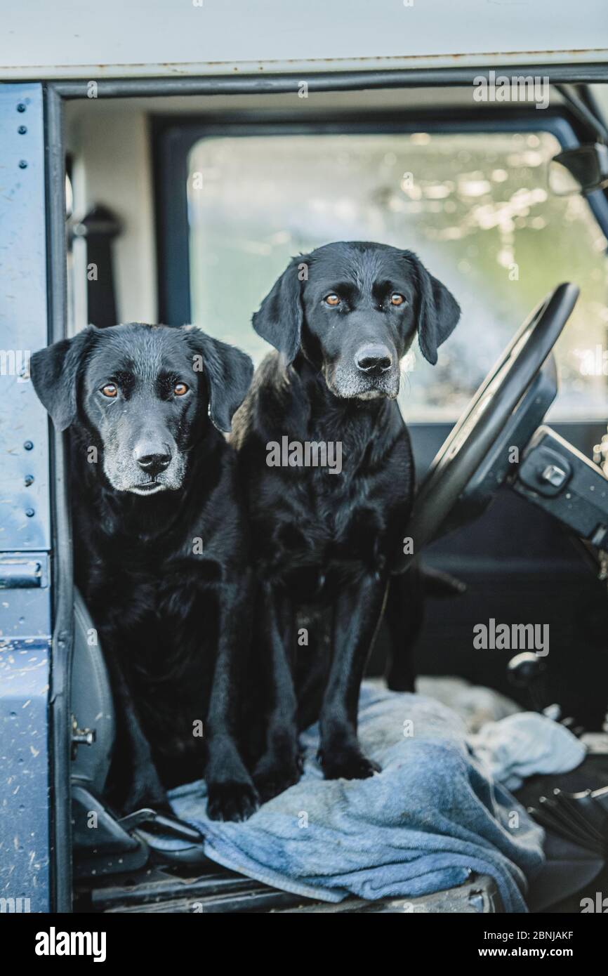 Due labrador neri che aspettano sul sedile anteriore di una Land Rover, Regno Unito, Europa Foto Stock
