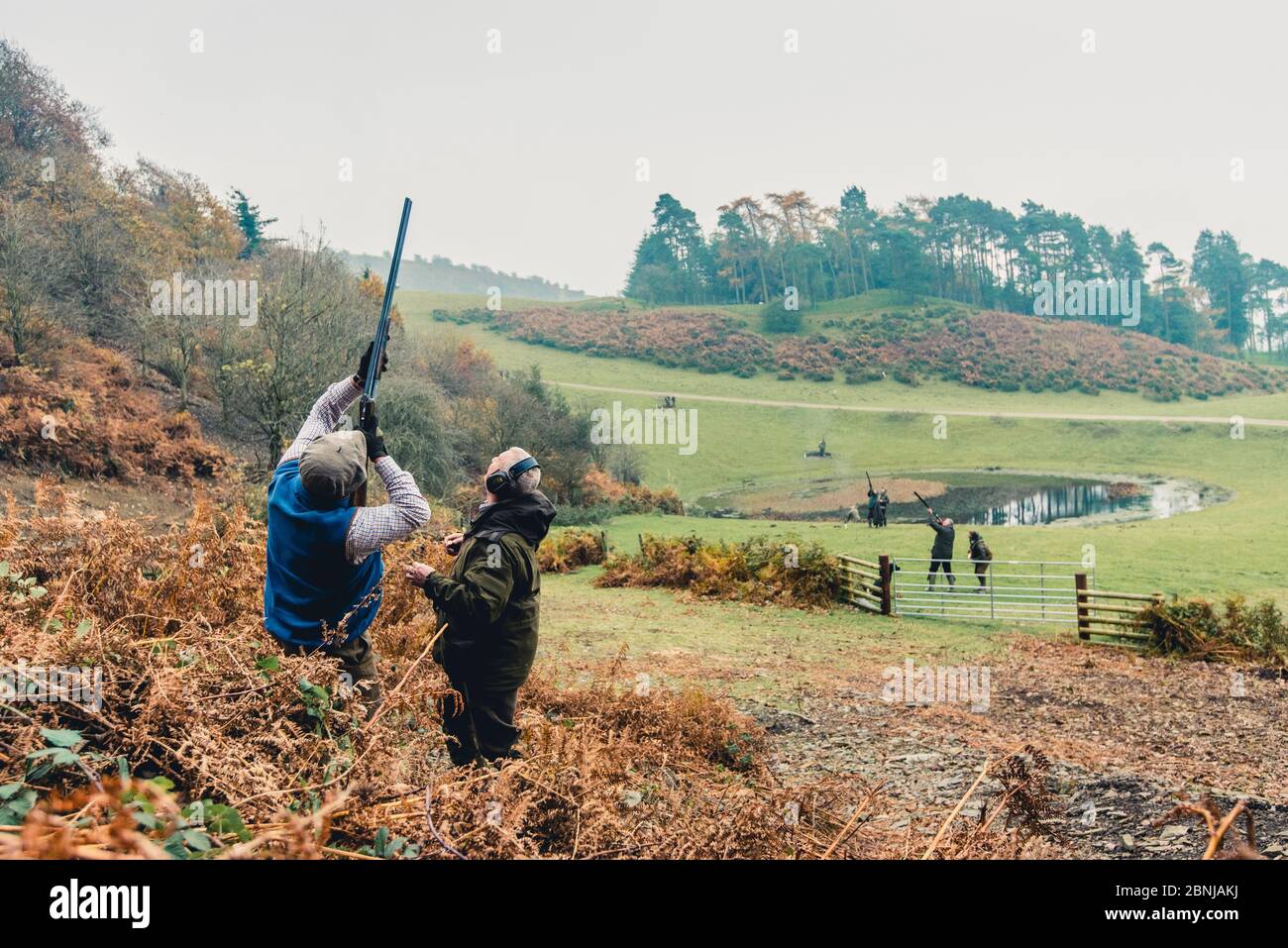 Pistola su una collina sparando a fagiani che volano in alto, Regno Unito, Europa Foto Stock