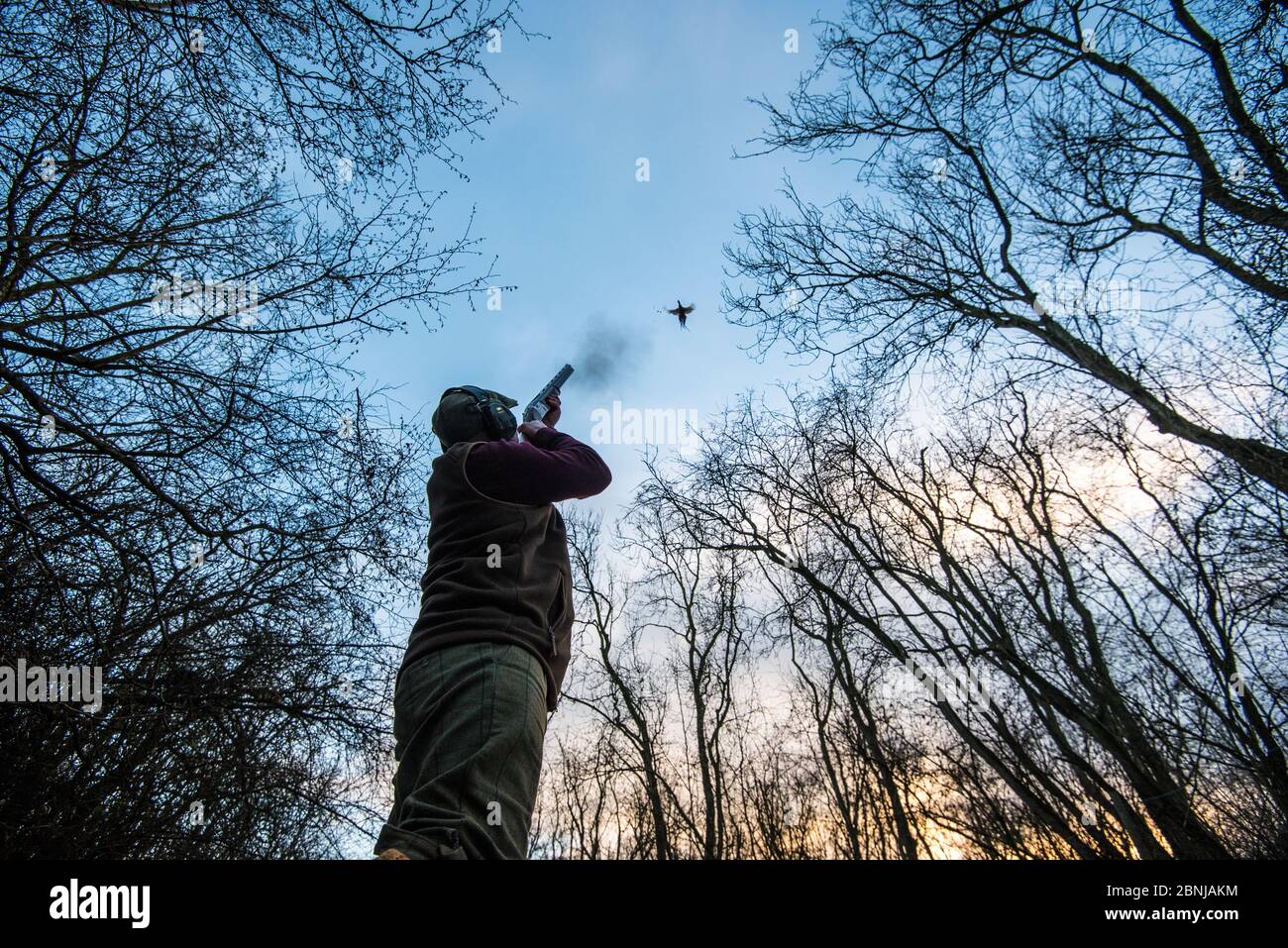 Pistola in piedi in un legno che spara ad un fagiano che vola in alto al tramonto, Regno Unito, Europa Foto Stock