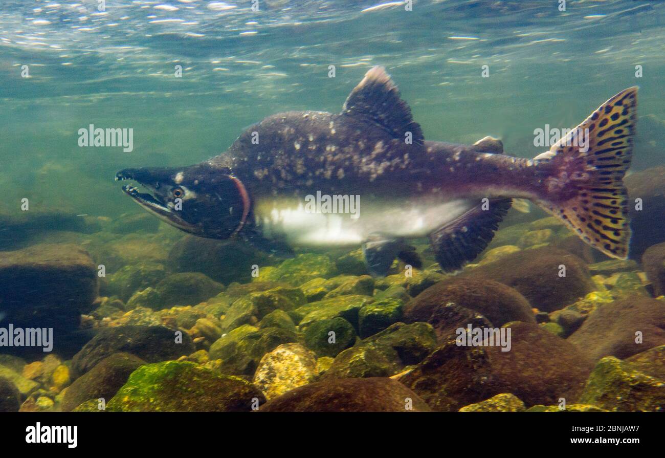 Salmone humpback (Oncorhynchus gorbuscha) maschio che ha contratto l'inizio di muffa grigia / muffa grigia, facendo la sua strada a monte in Walker Cove Creek, M. Foto Stock