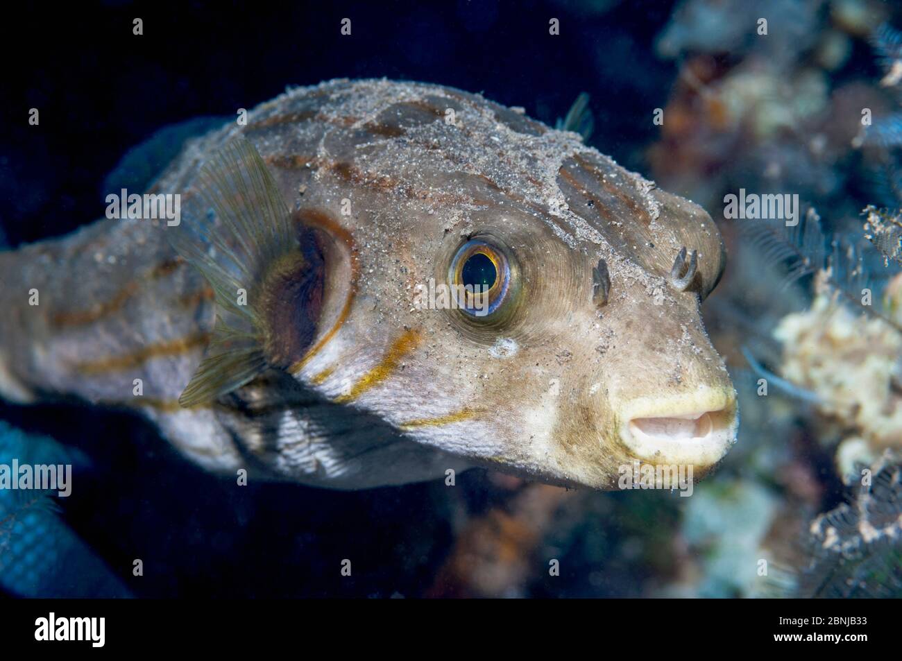 Pesce di mare (Arothron malinensis) stretto di Lembeh, Sulawesi del Nord, Indonesia. Foto Stock