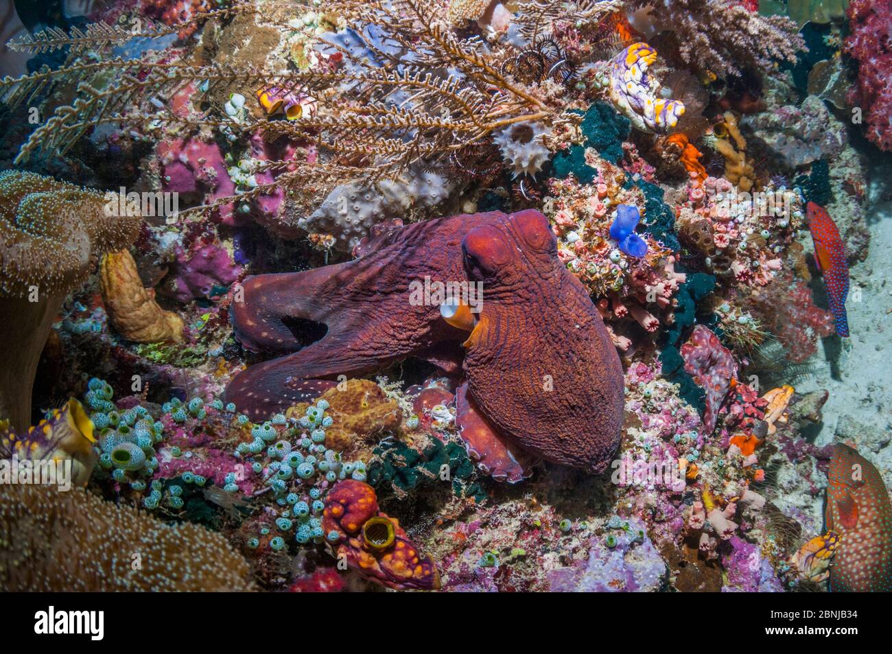 Barriera corallina comune / polpo di giorno (Octopus cyanea) Papua occidentale, Indonesia. Foto Stock