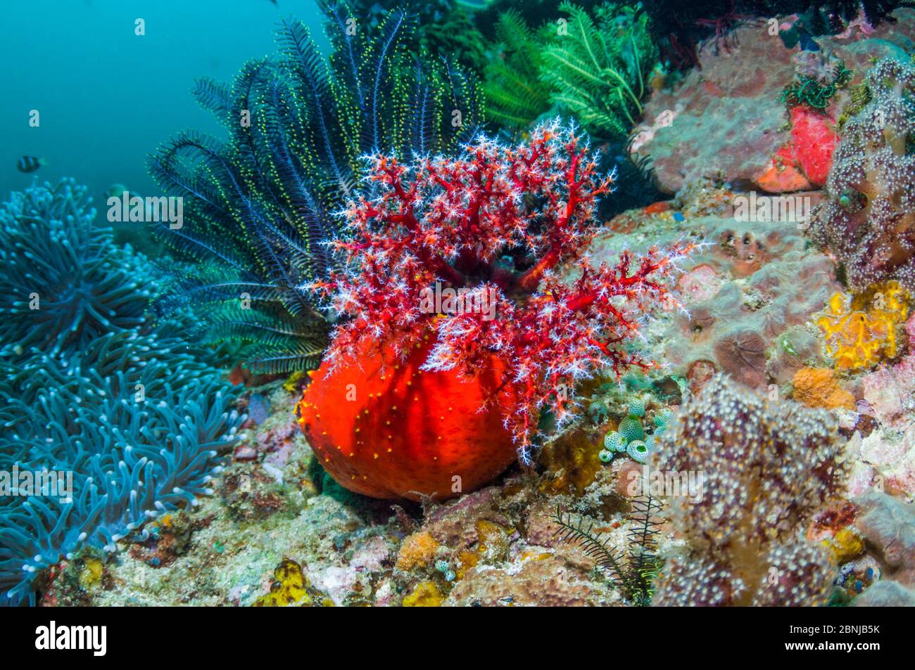 Mela di mare (Pseudocolochirus violaceus) sulla barriera corallina. Si alimenta filtrando la colonna d'acqua con la sua corona tentacolare, portando successivamente ciascuna ar Foto Stock