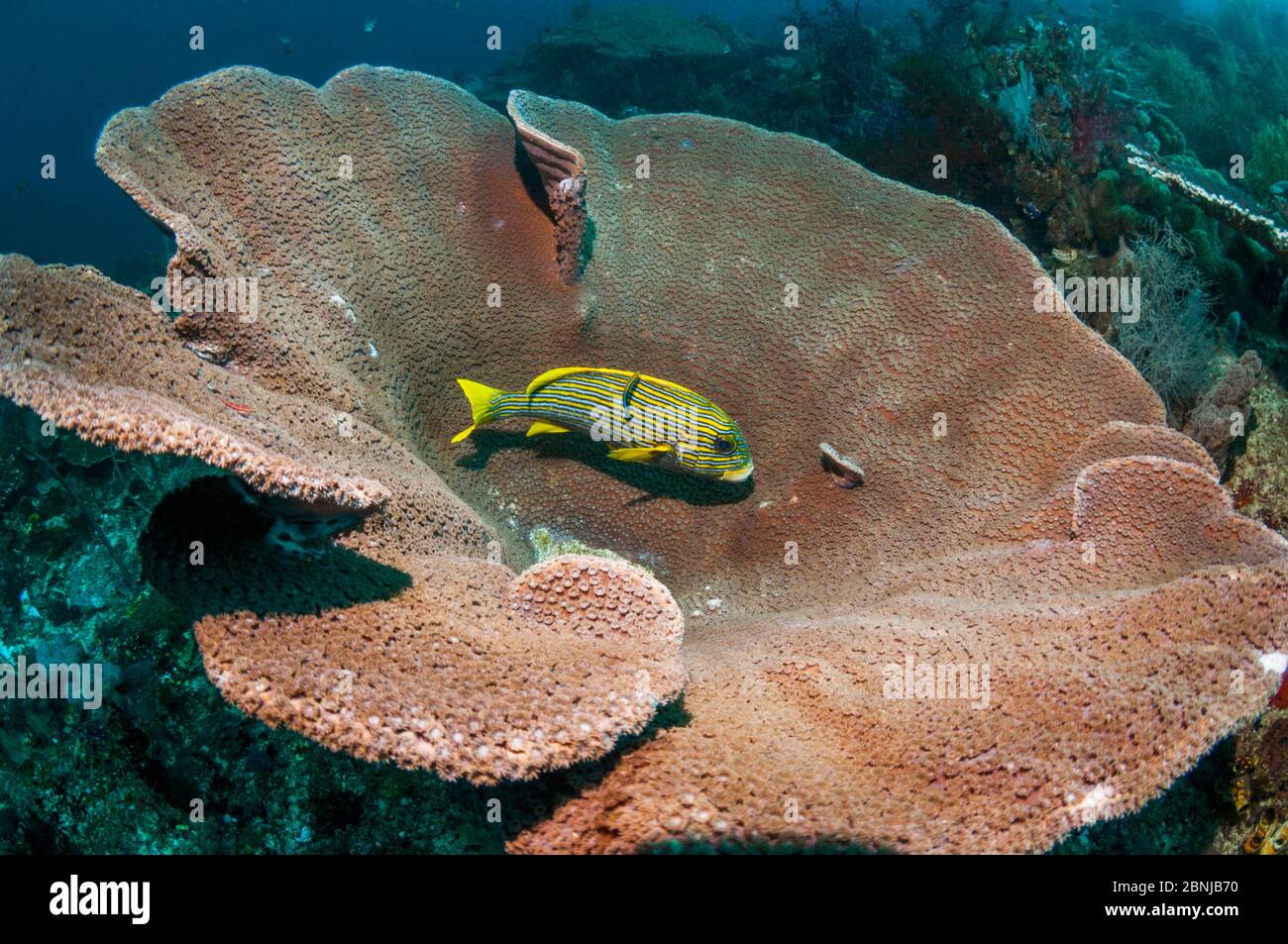 Labbra dolci (Plectorhinchus politaenia) sulla stazione di pulizia in (Turbinaria sp) corallo, Raja Ampat, Papua occidentale, Indonesia. Foto Stock