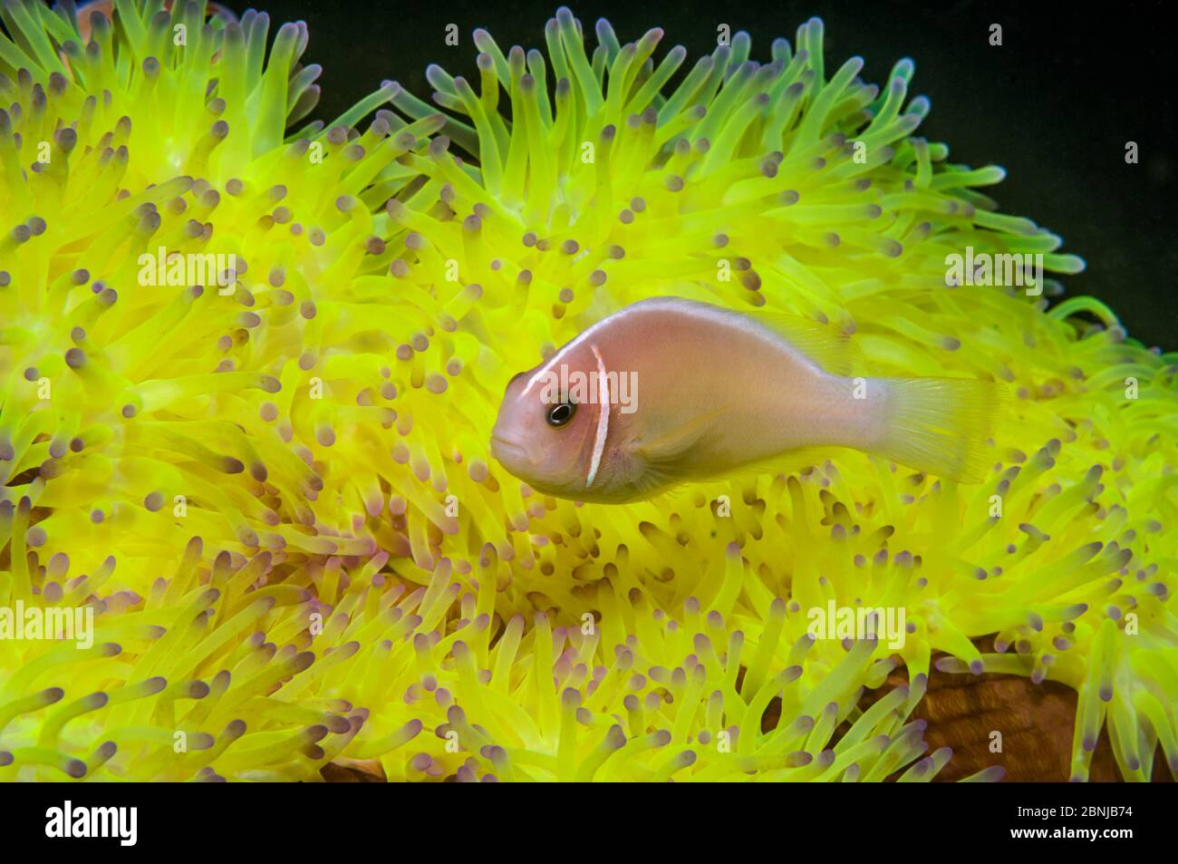 Anemonefish rosa (Amphiprion perideraion) con anemone ospite (Heteractis magnifica) Parco Nazionale Bunaken, Sulawesi Nord, Indonesia. Foto Stock