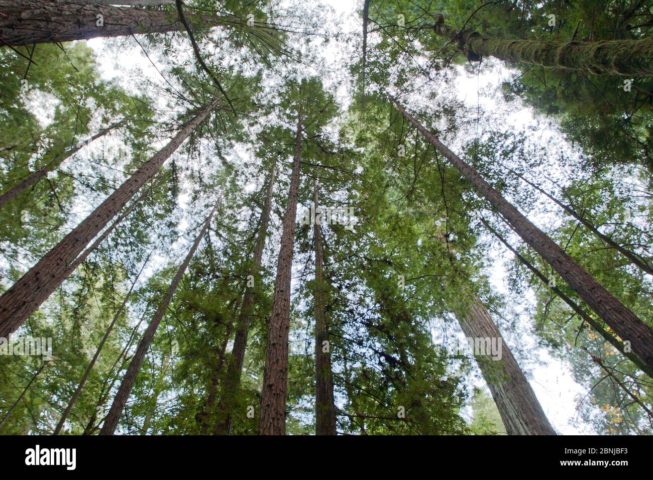 Red Woods della California, Armstrong Woods state Park, vicino a Guerneville, California, Stati Uniti d'America, Nord America Foto Stock