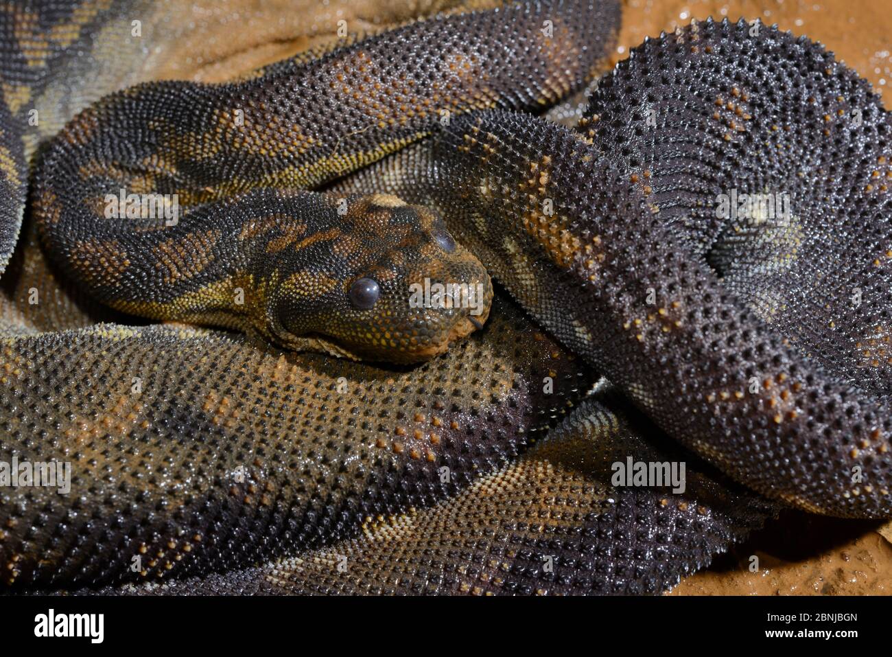 Arafura filsnake (Acrochordus arafurae) prigioniero si verifica nel Queensland, Australia. Foto Stock