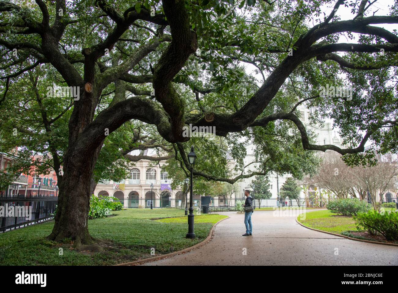 Passeggiando sotto i rami di un suggestivo vecchio albero di quercia in Jackson Square, New Orleans, Louisiana, Stati Uniti d'America, Nord America Foto Stock