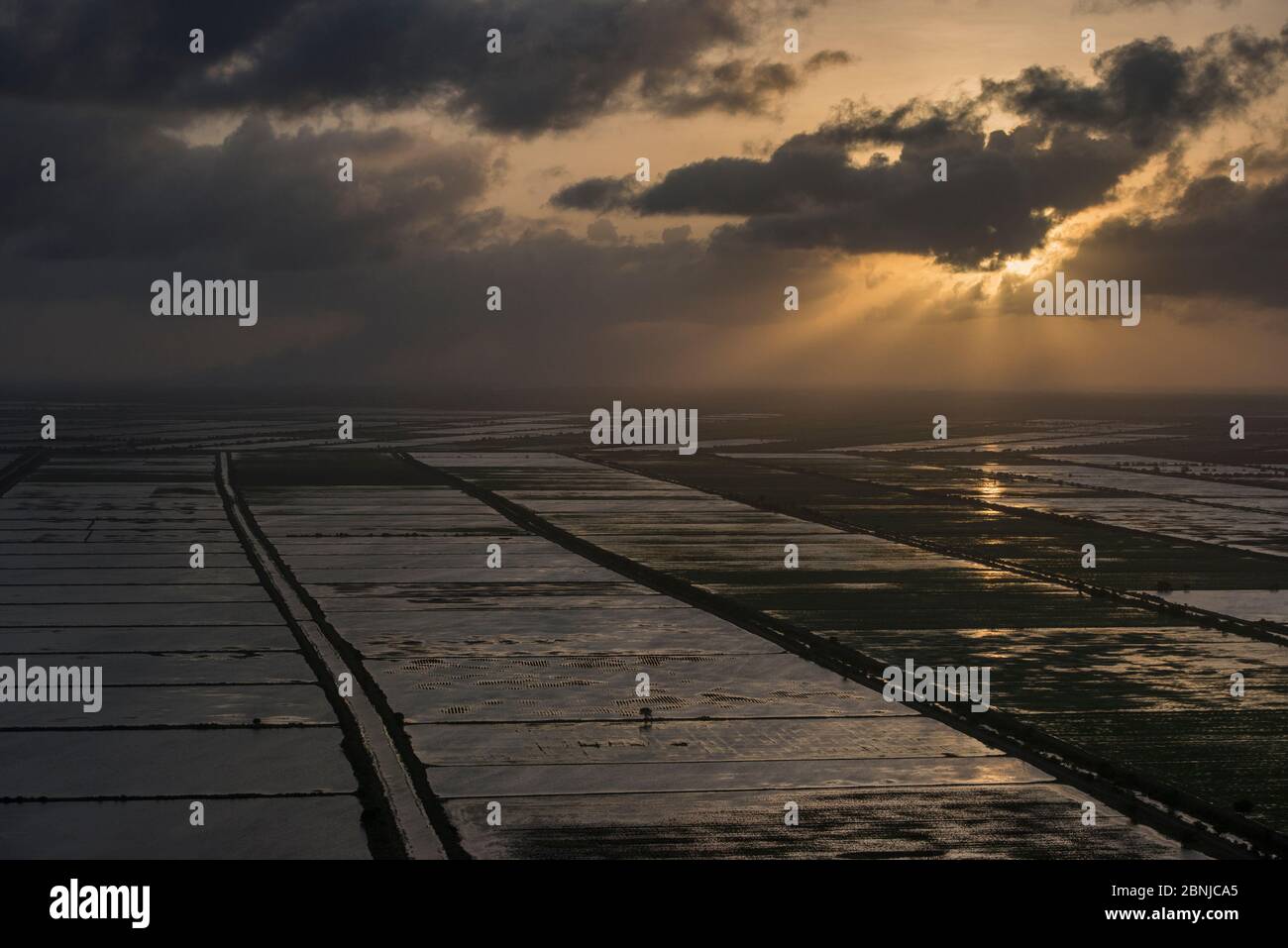 Vista aerea della produzione di riso al tramonto, east area costiera di Guyana, Sud America Foto Stock