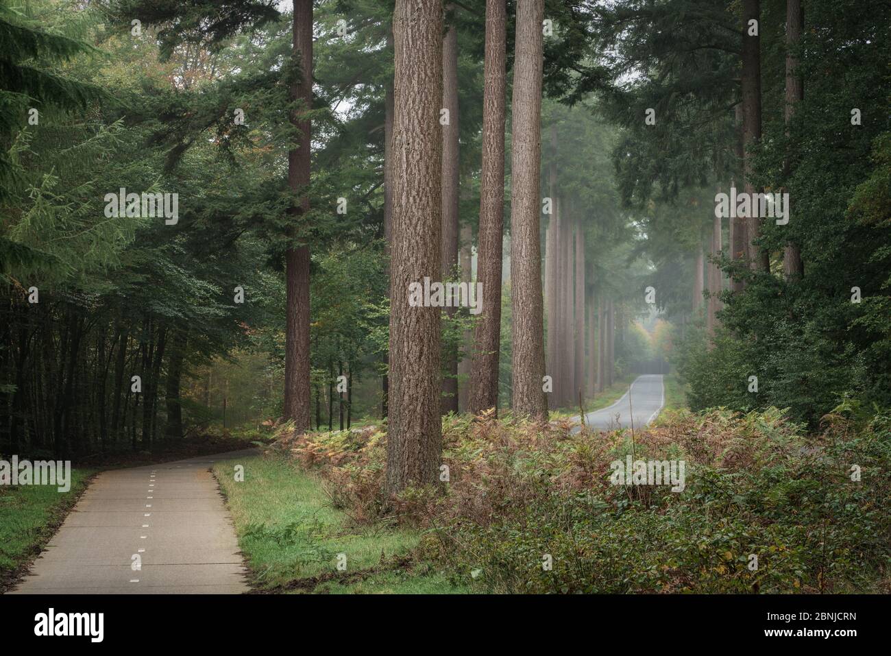 SPEULDERBOS, Gelderland, Paesi Bassi - 23 ottobre 2019 : percorso per biciclette vicino alla strada principale nella foresta Foto Stock