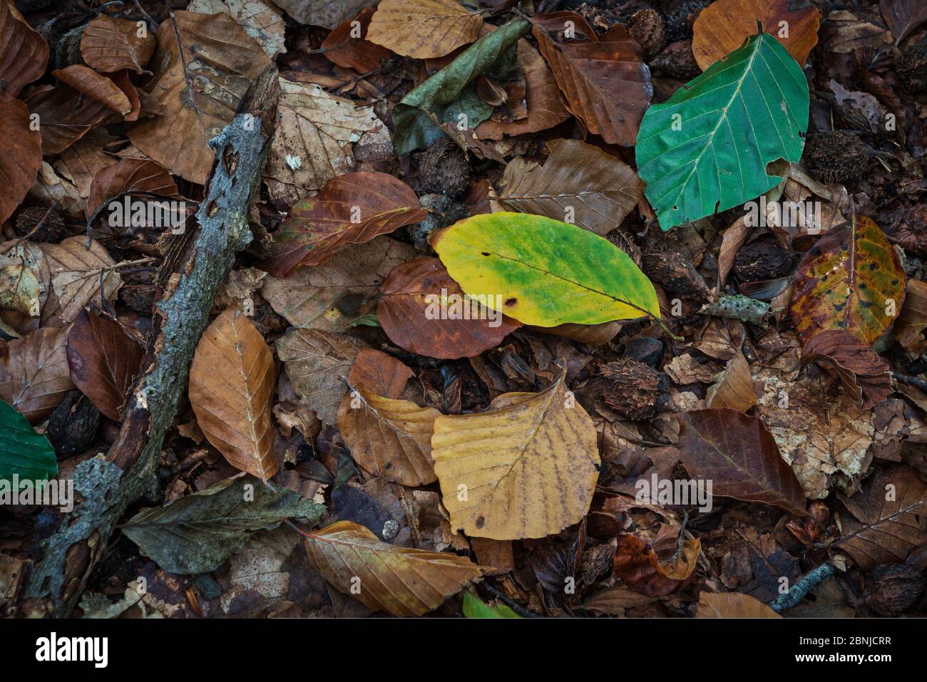 SPEULDERBOS, Gelderland, Paesi Bassi - 23 ottobre 2019 : foglie d'autunno sul fondo della foresta Foto Stock