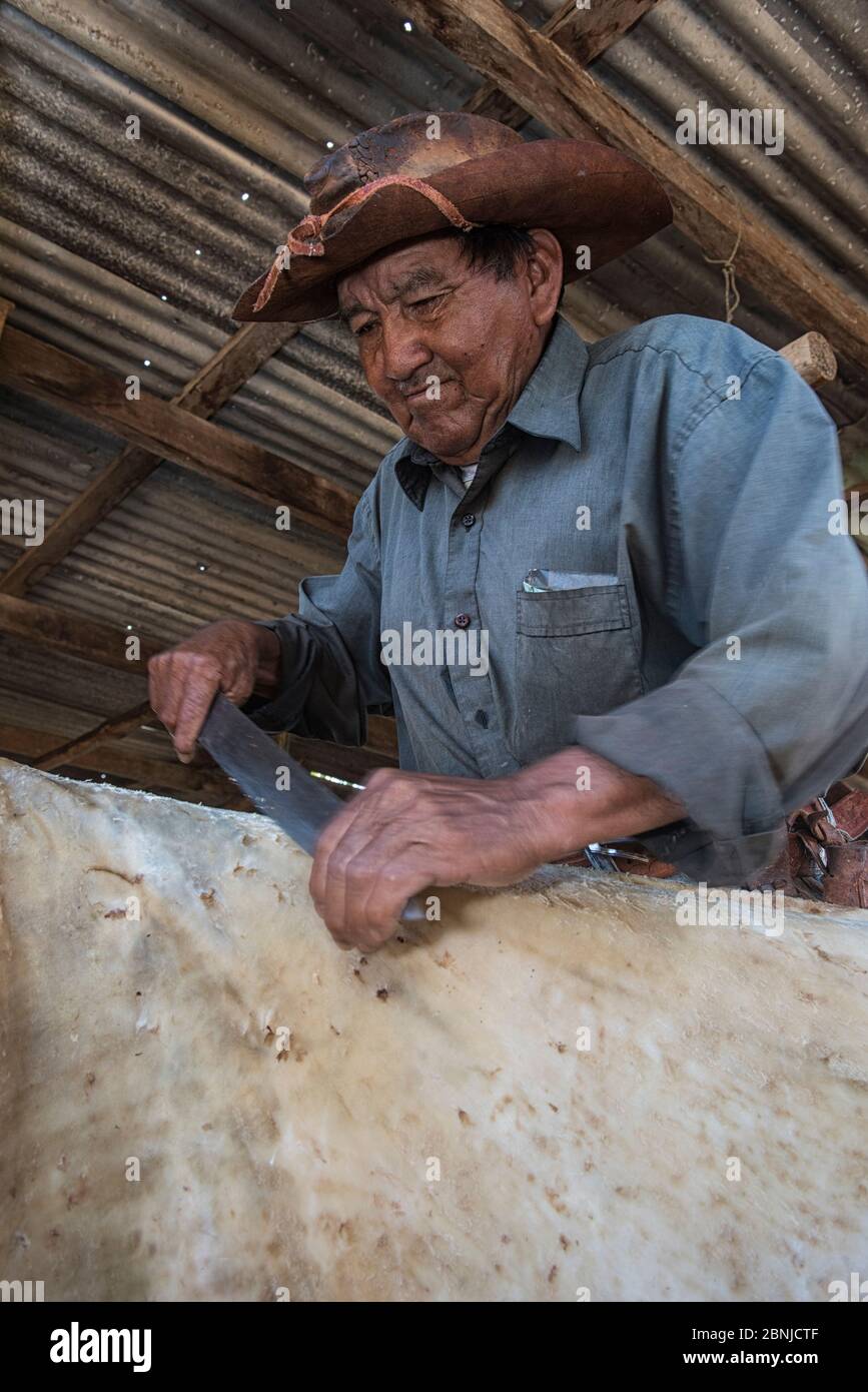 Cyril Andrews scraping Cowhide per fare pelle, Dadanawa Ranch, uno dei più grandi ranch privati del mondo, South Rupununi savanna, Guyana, Sud Foto Stock