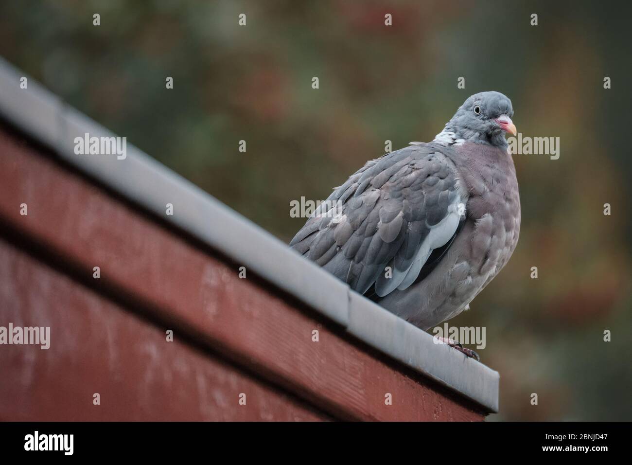 Un piccione di legno in cerca di cibo dal tetto Foto Stock