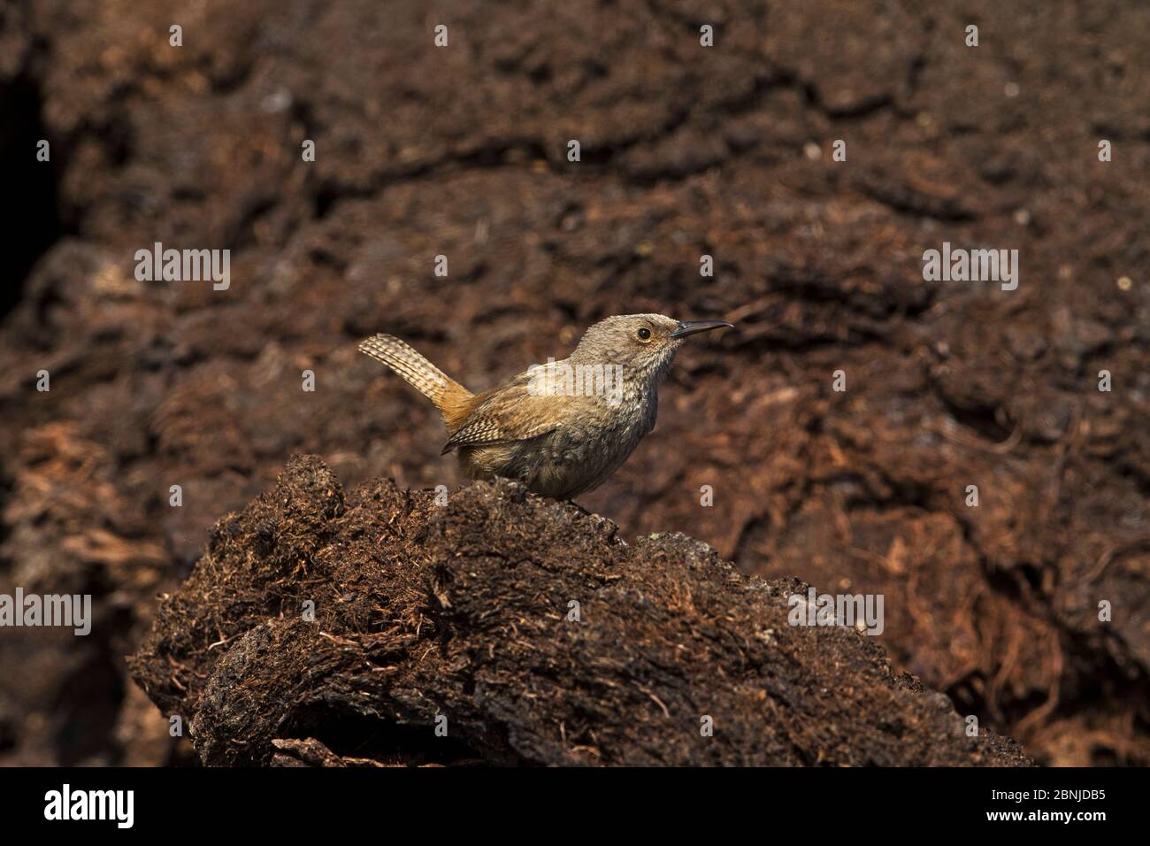 Cobb's Wren (Troglodytes cobbi) Isola dei leoni marini Isole Falkland. Novembre. Foto Stock