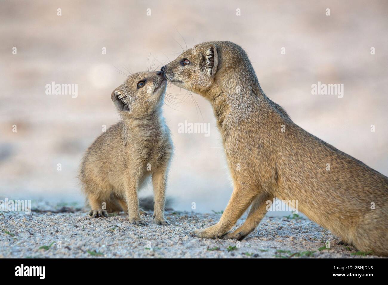 Mongoose gialla (Cynictis penicillata) momento affettuoso con cuccioli giovani, Kgalagadi Tranfrontiera Park, Capo del Nord, Sud Africa Foto Stock